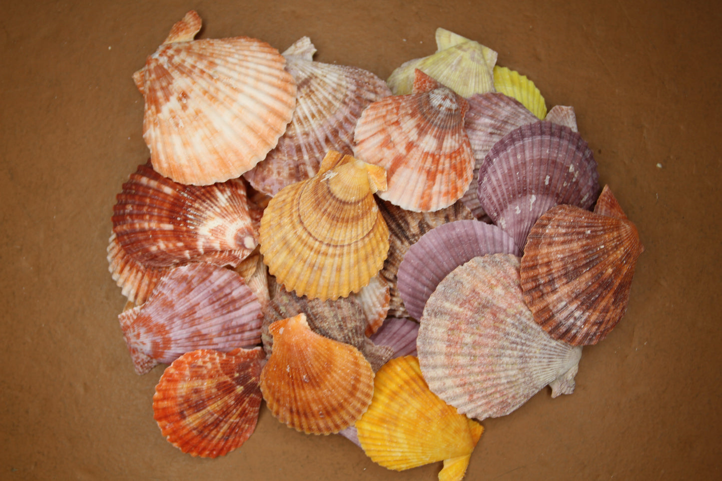 10- ASSORTED PECTEN Seashells,Sailors Valentines,Beach Art,Mosaics,Seashell Flowers,Wedding Supply SS-217