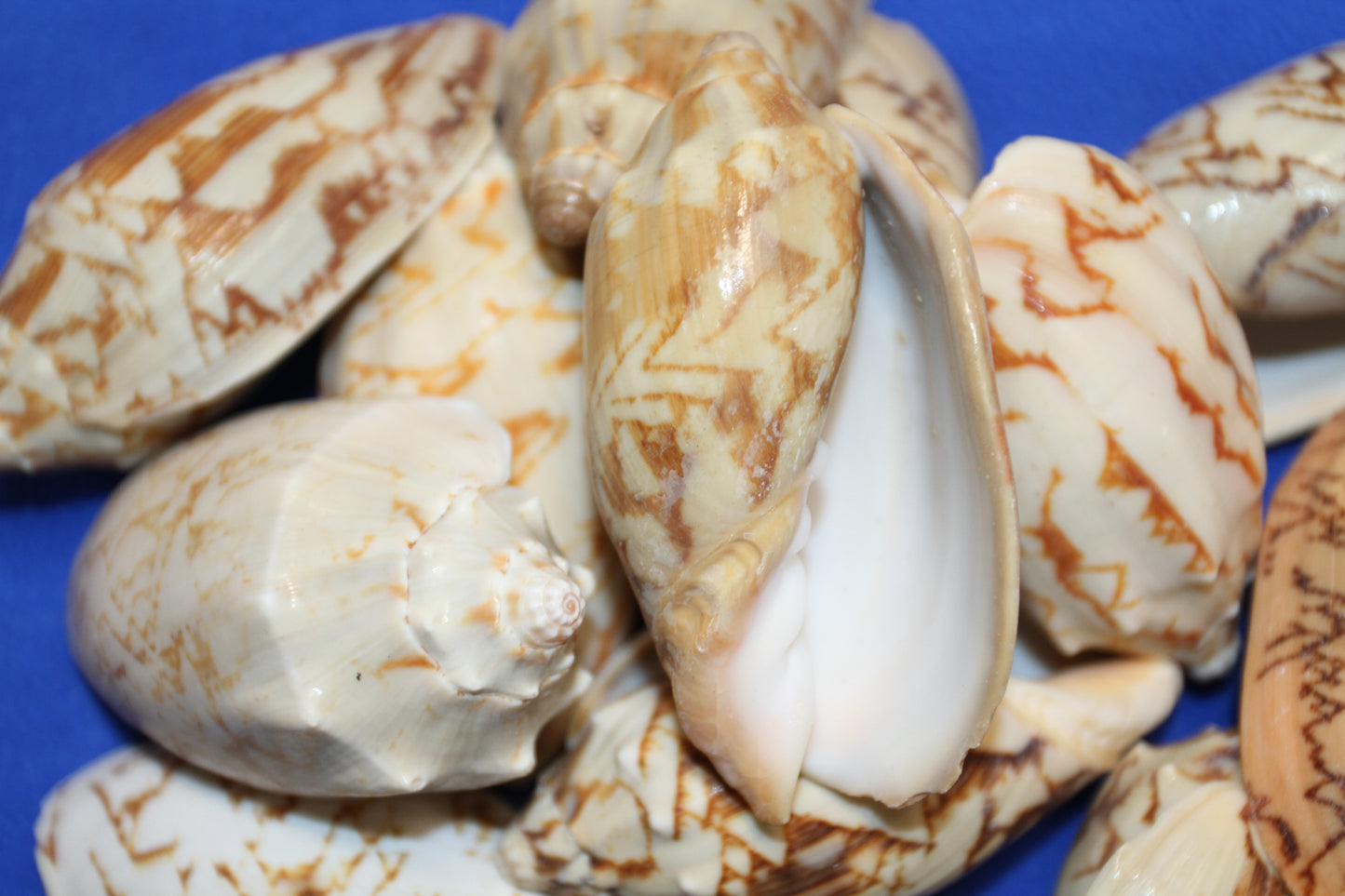 10 - WHOLE BAT VOLUTES Seashells,Craft Supplies,Bath Decor,Gift Basket Supply,Sailor Valentines,Beach,Coastal Island Decor SS-07