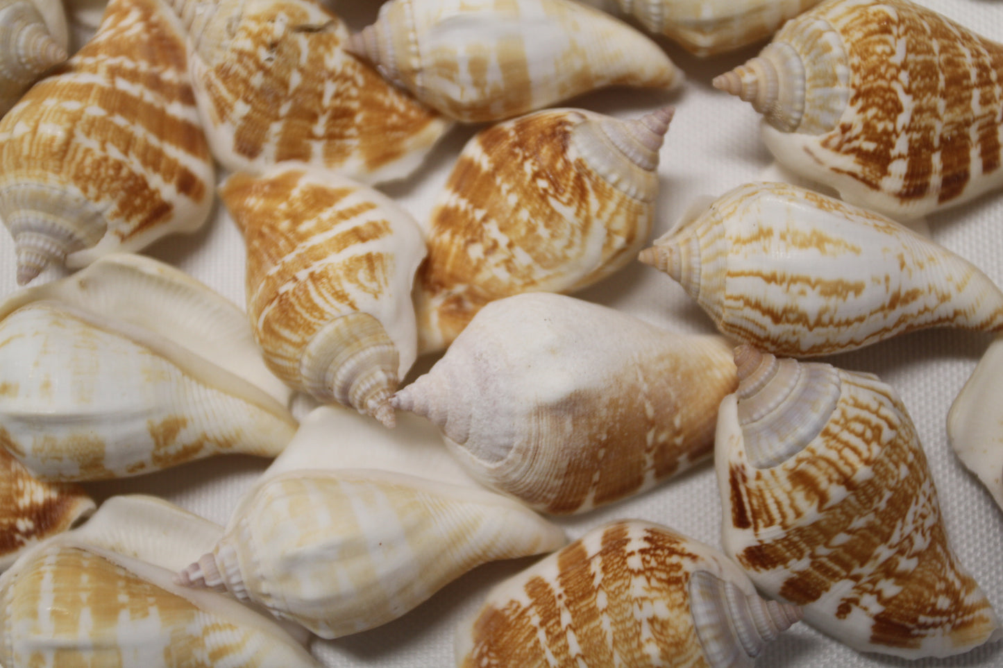 STROMBUS MARGINATUS, Seashells For Crafting, Picture Frame Embellishments, Beach Art , SS-462