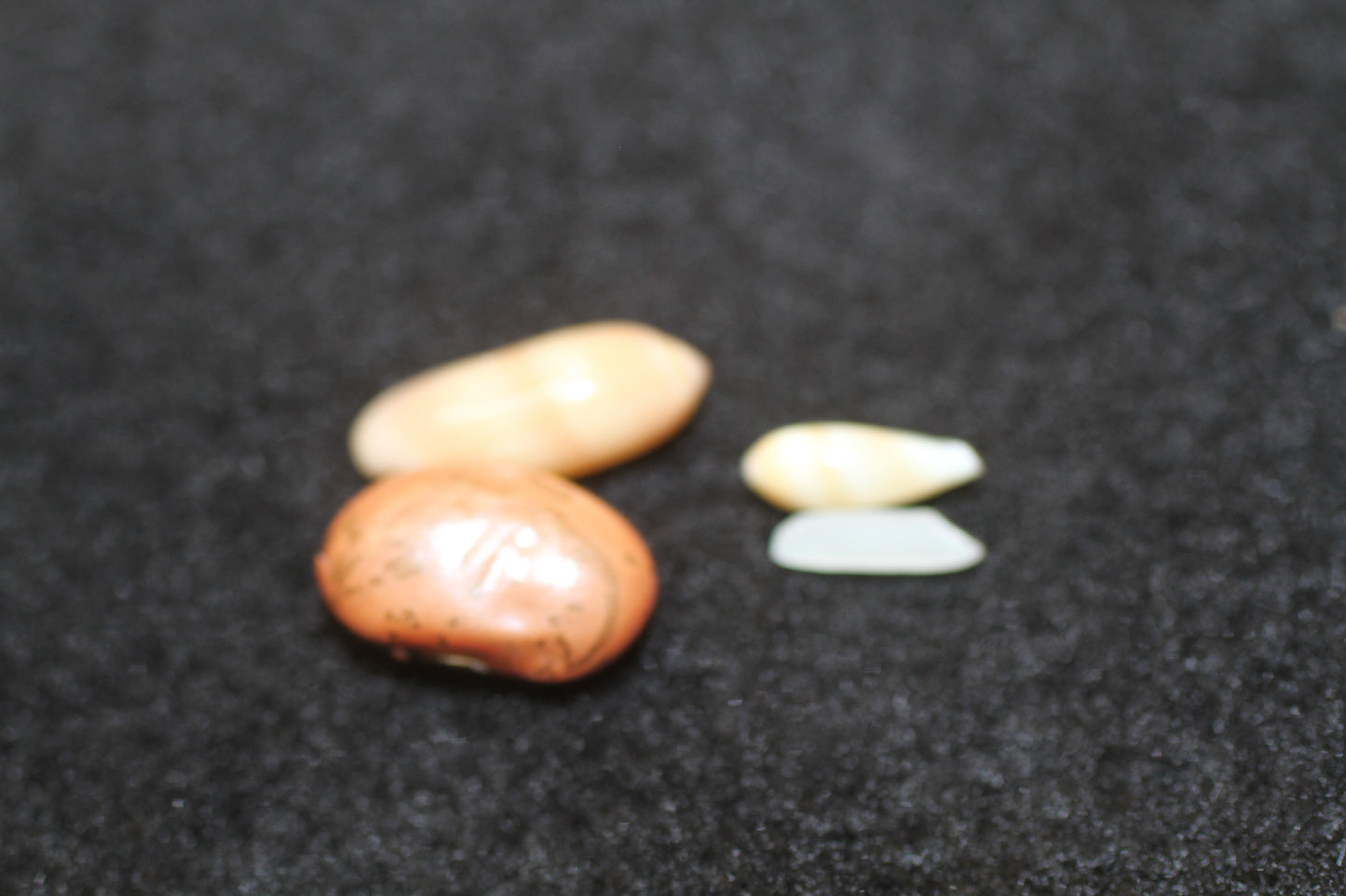 TAN RICE SEASHELLS, Jewelry Supply, Tiny Shells For Sailors Valentine, Resin Crafts, Beach Art, SS-281