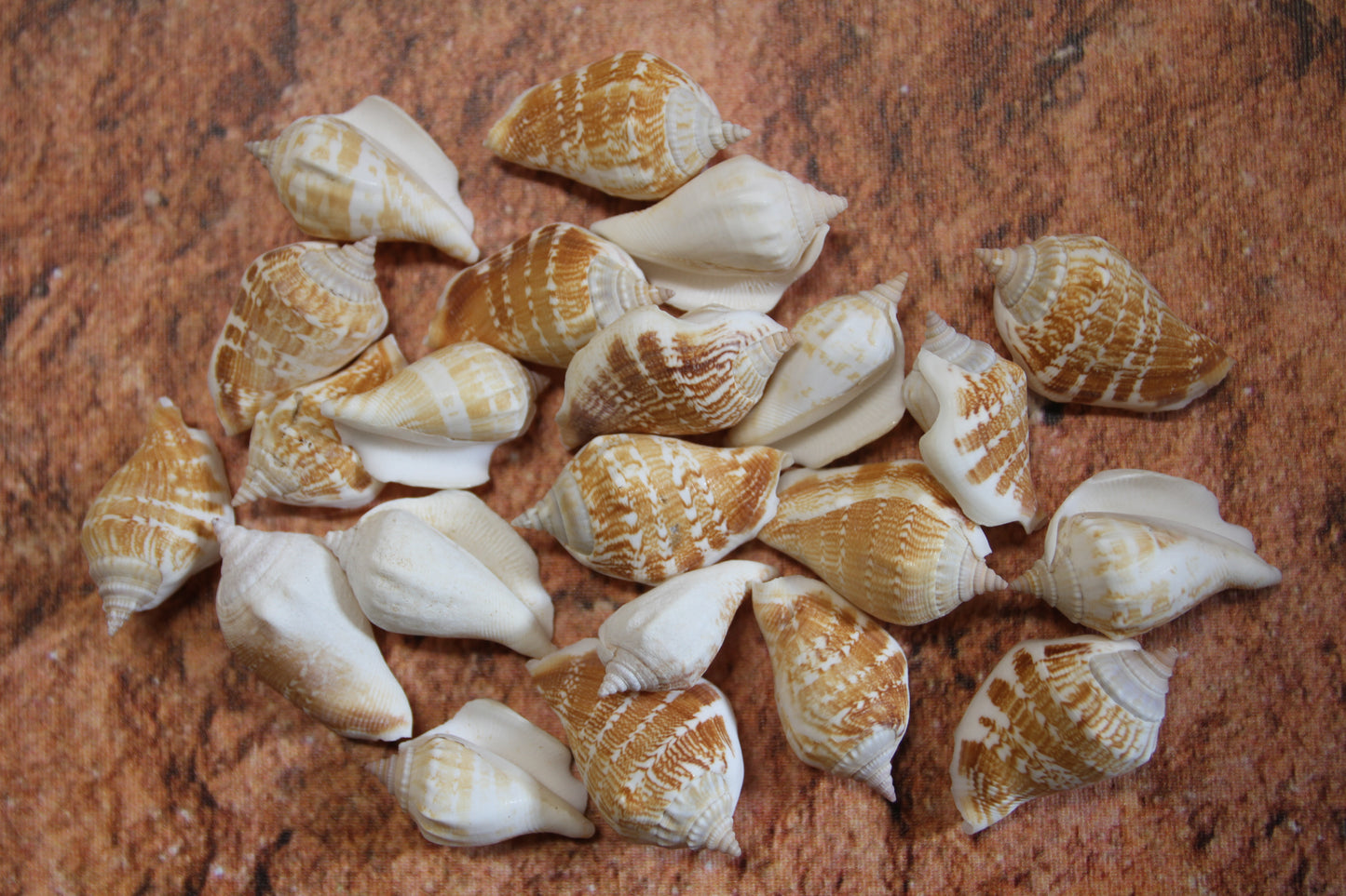 STROMBUS MARGINATUS, Seashells For Crafting, Picture Frame Embellishments, Beach Art , SS-462