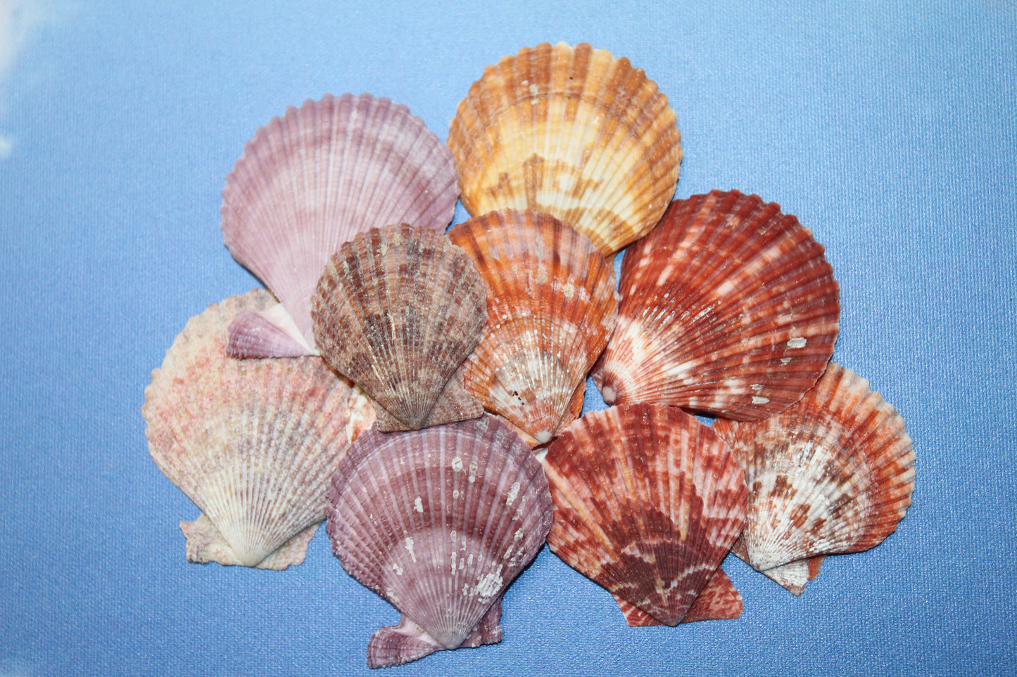 10- ASSORTED PECTEN Seashells,Sailors Valentines,Beach Art,Mosaics,Seashell Flowers,Wedding Supply SS-217