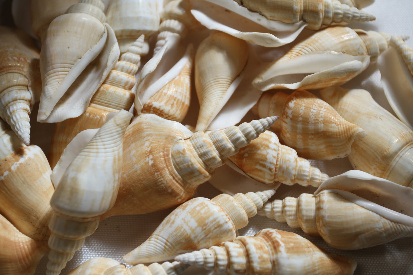 NATURAL STROMBUS VITTATUS, Beach Art, Sailors Valentines, Framing Shells, Mirror Embellishments, SS-507