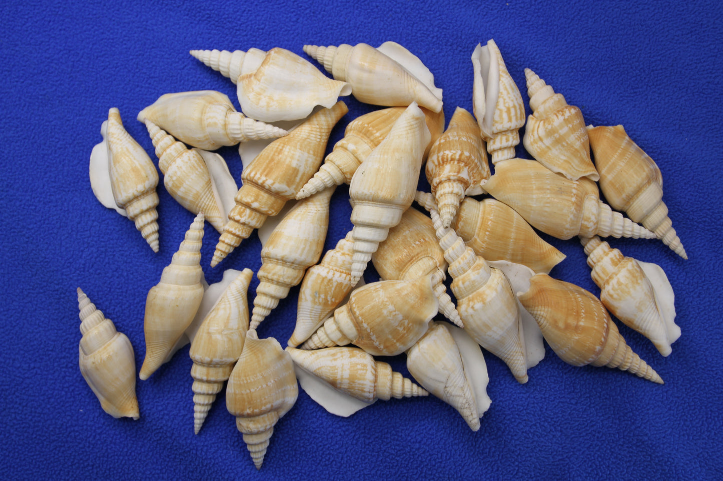 NATURAL STROMBUS VITTATUS, Beach Art, Sailors Valentines, Framing Shells, Mirror Embellishments, SS-507