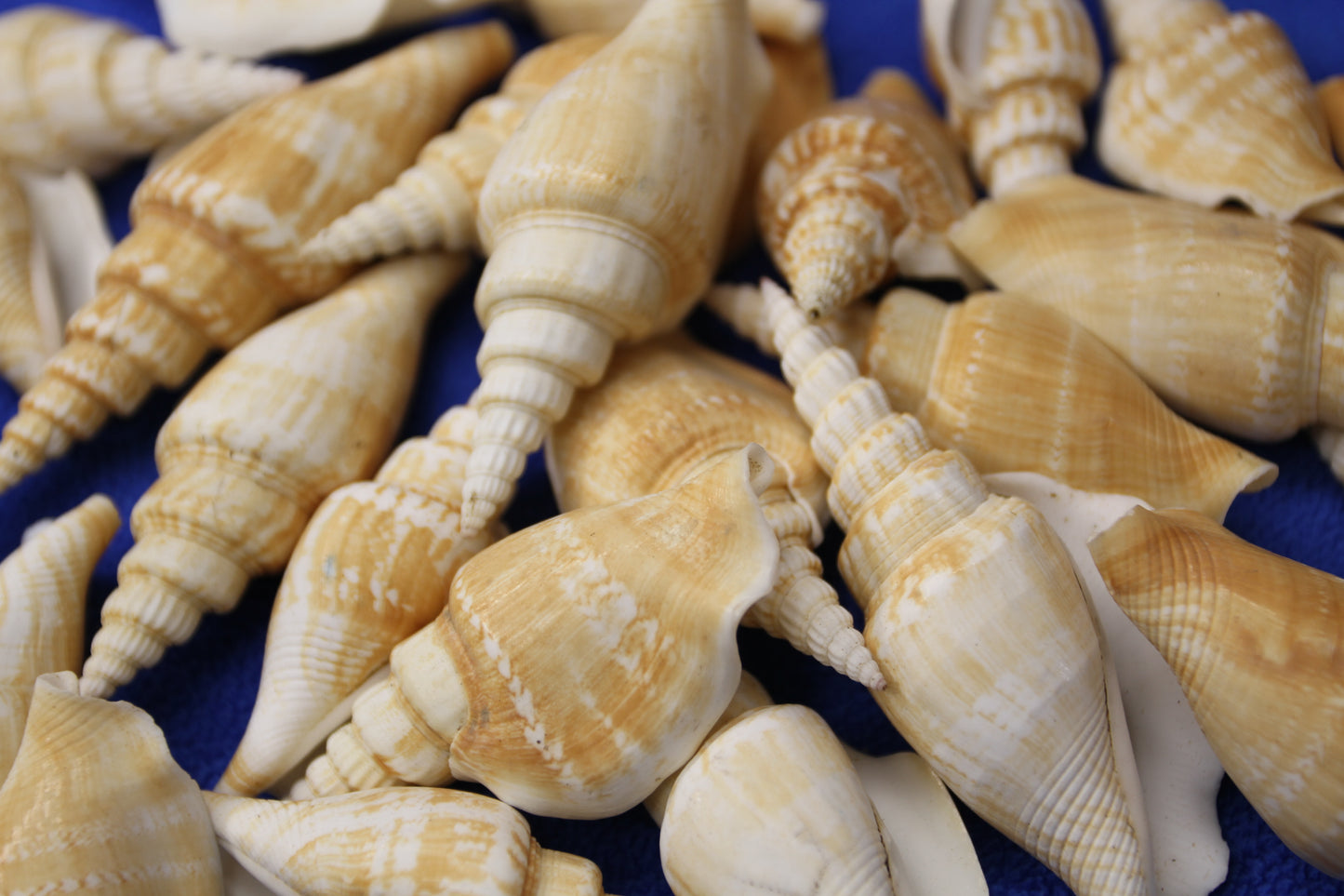 NATURAL STROMBUS VITTATUS, Beach Art, Sailors Valentines, Framing Shells, Mirror Embellishments, SS-507