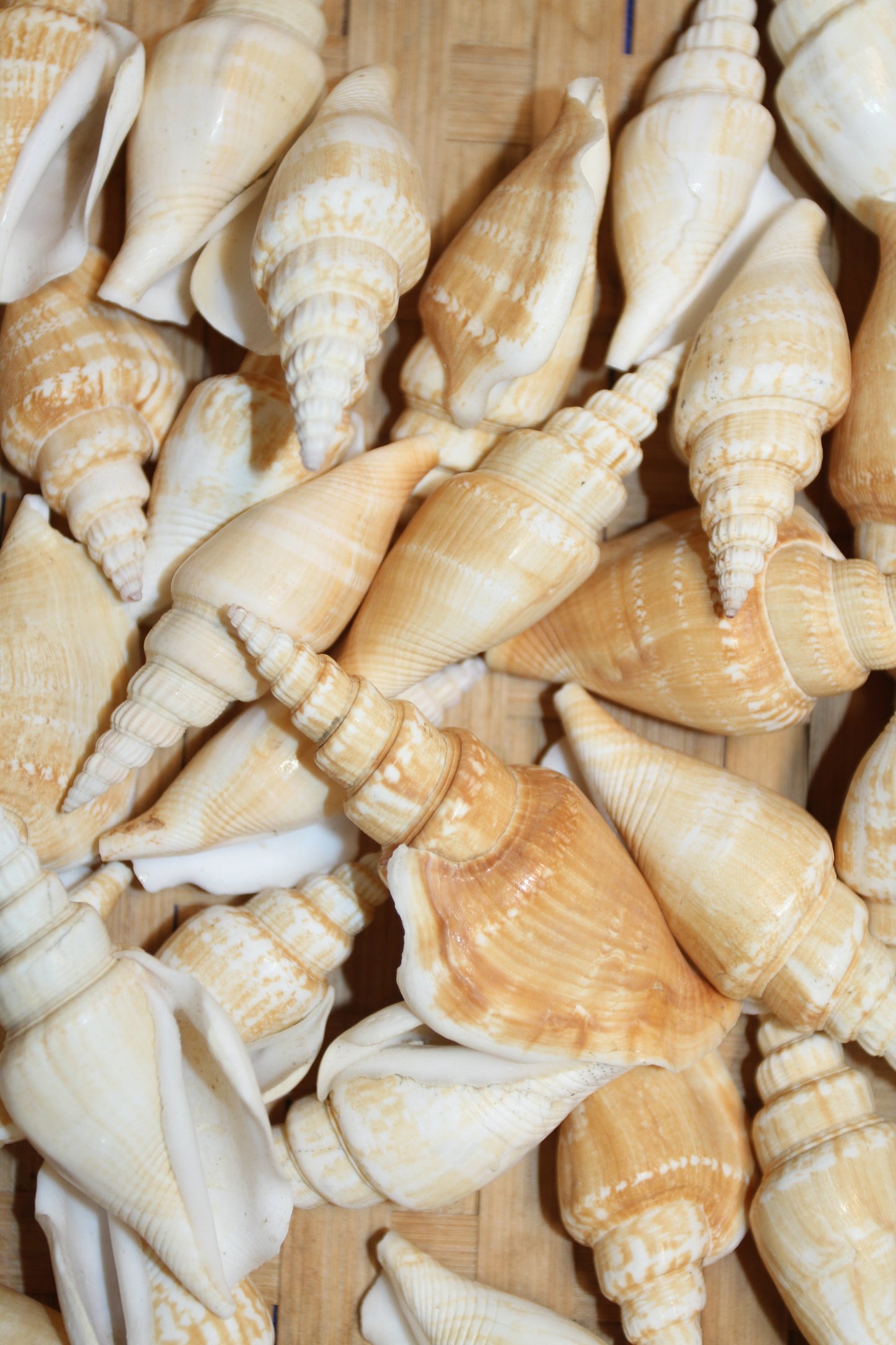 NATURAL STROMBUS VITTATUS, Beach Art, Sailors Valentines, Framing Shells, Mirror Embellishments, SS-507