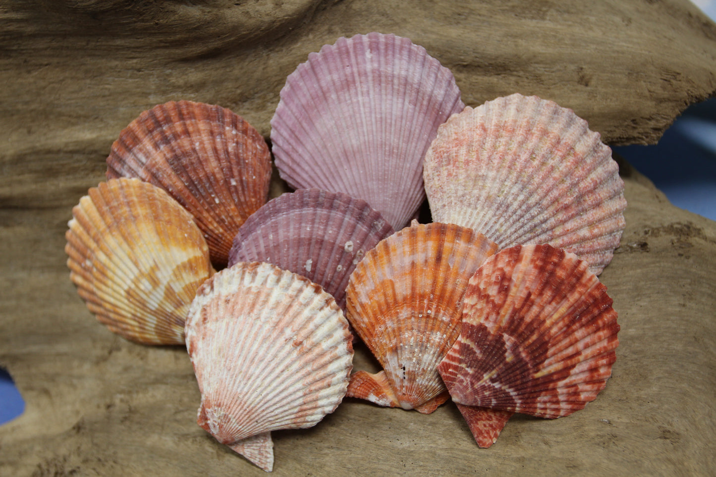 10- ASSORTED PECTEN Seashells,Sailors Valentines,Beach Art,Mosaics,Seashell Flowers,Wedding Supply SS-217