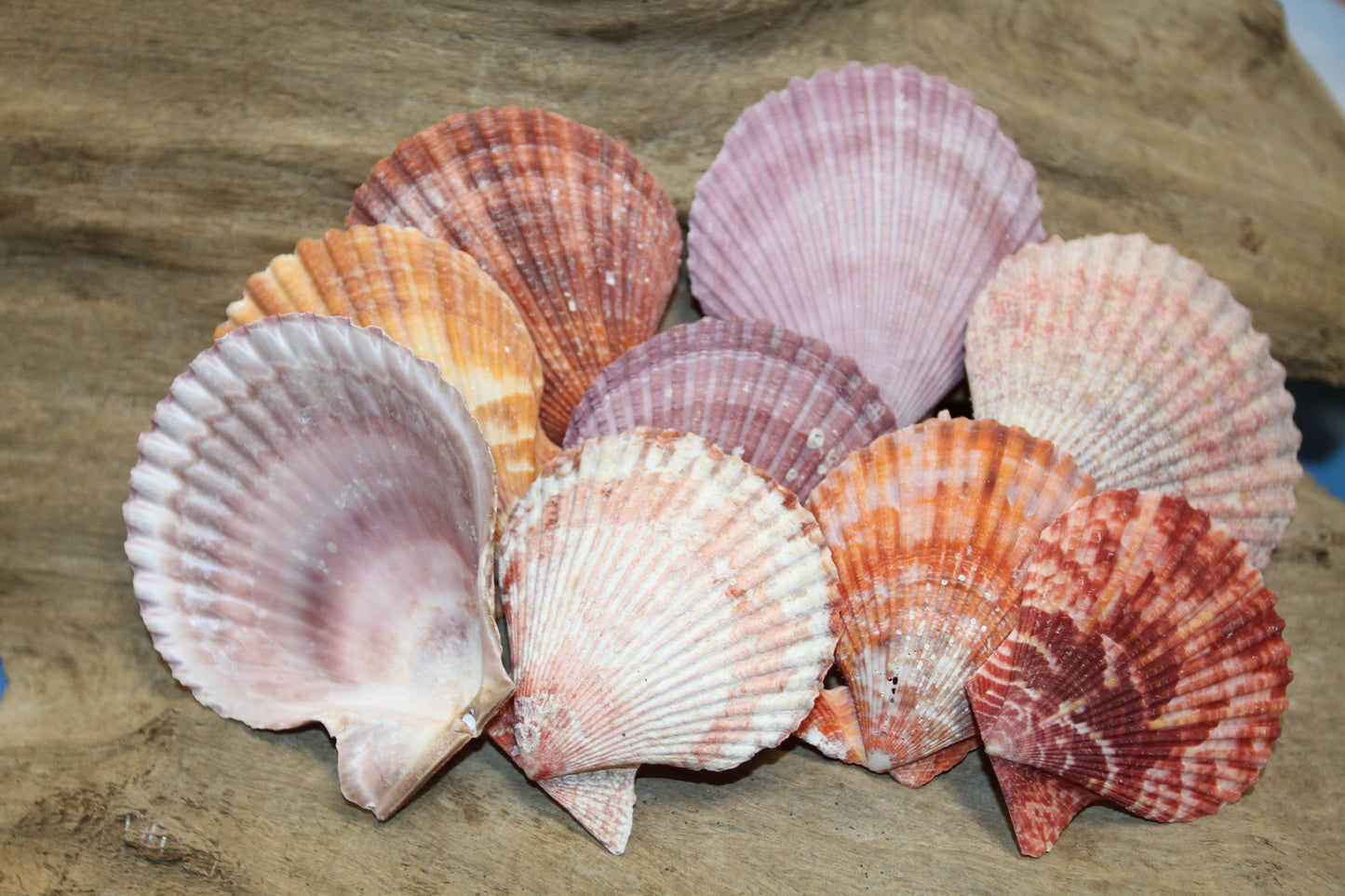 10- ASSORTED PECTEN Seashells,Sailors Valentines,Beach Art,Mosaics,Seashell Flowers,Wedding Supply SS-217