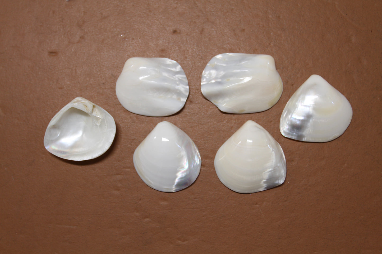 2 -Pearled WHITE RIVER CLAMS, Polished Seashells, Jewelry Supply,Beach Wedding Decor, SS-533