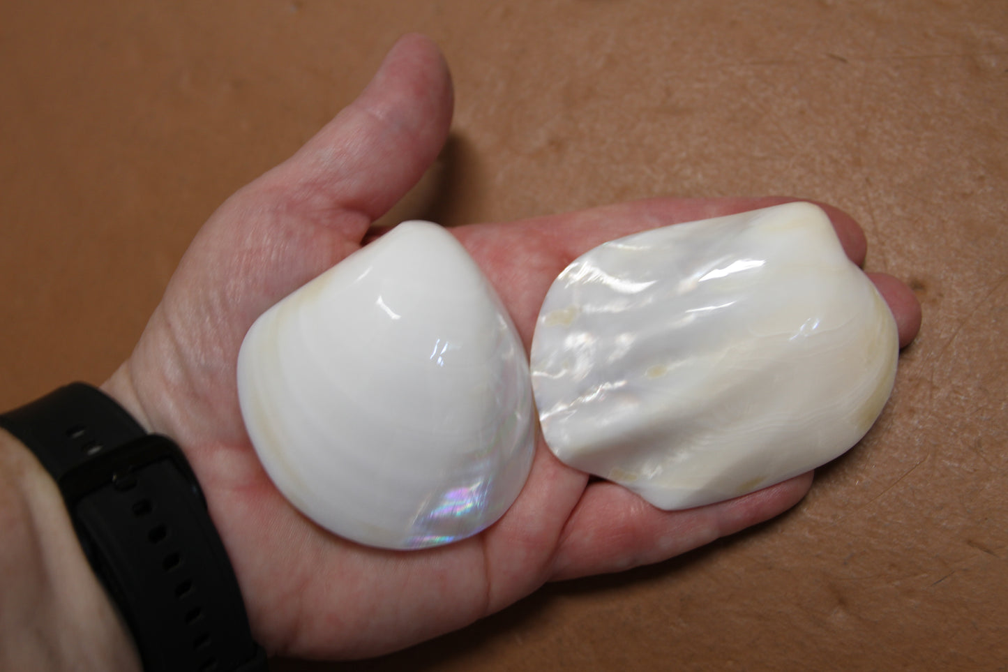 2 -Pearled WHITE RIVER CLAMS, Polished Seashells, Jewelry Supply,Beach Wedding Decor, SS-533