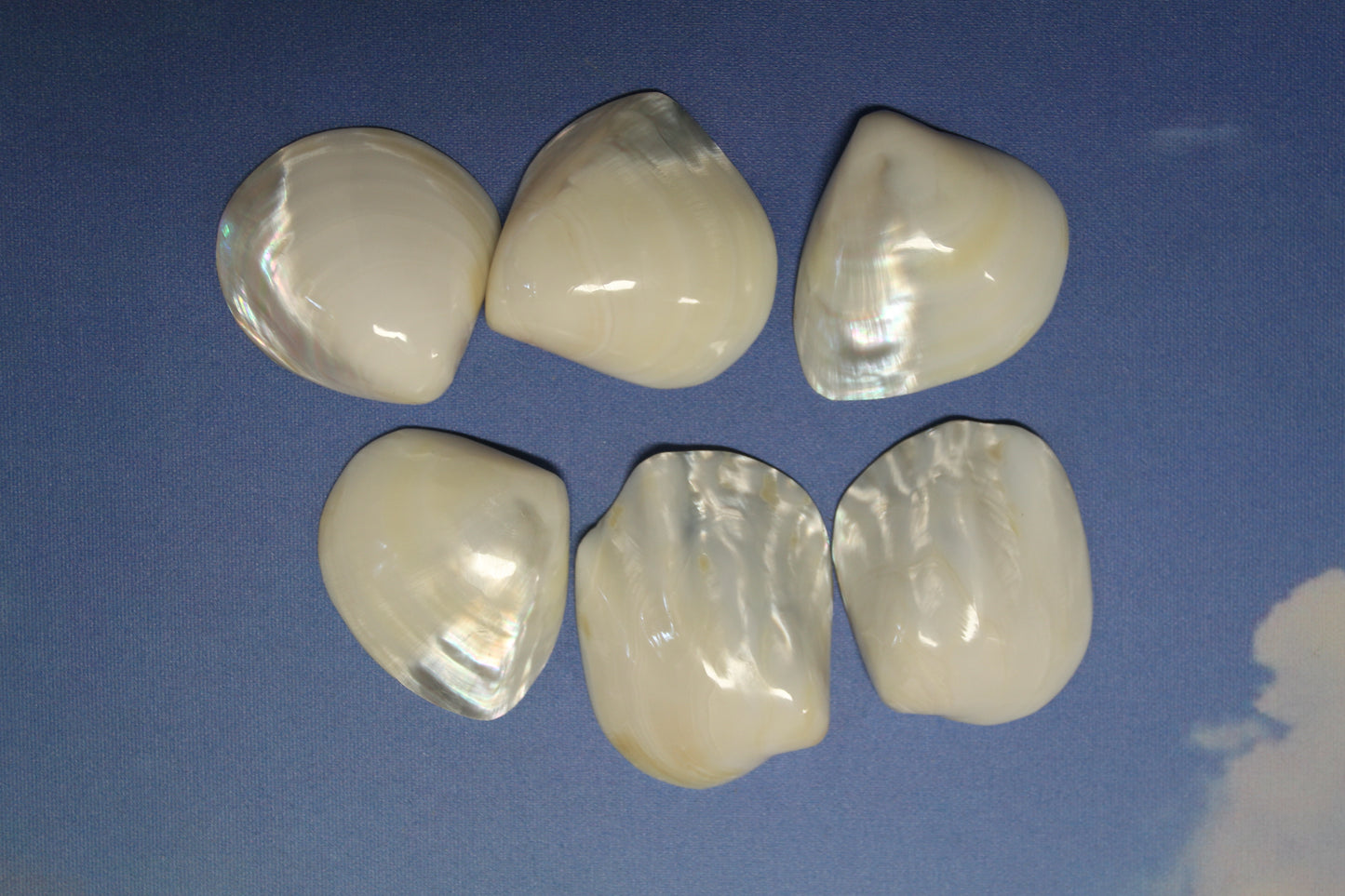 2 -Pearled WHITE RIVER CLAMS, Polished Seashells, Jewelry Supply,Beach Wedding Decor, SS-533