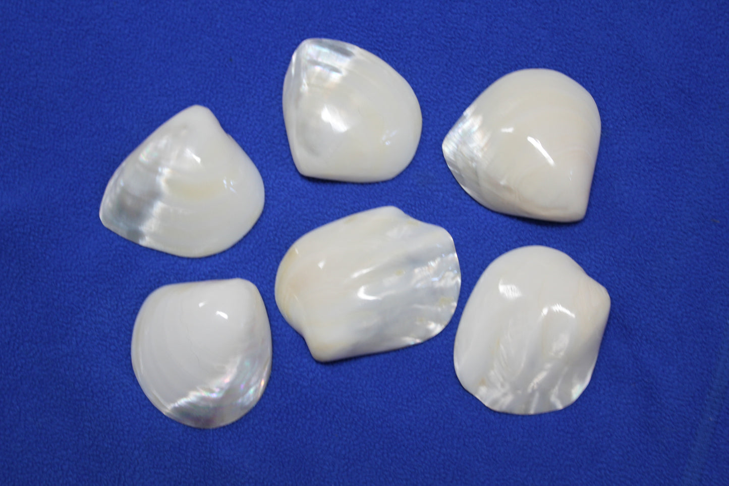 2 -Pearled WHITE RIVER CLAMS, Polished Seashells, Jewelry Supply,Beach Wedding Decor, SS-533
