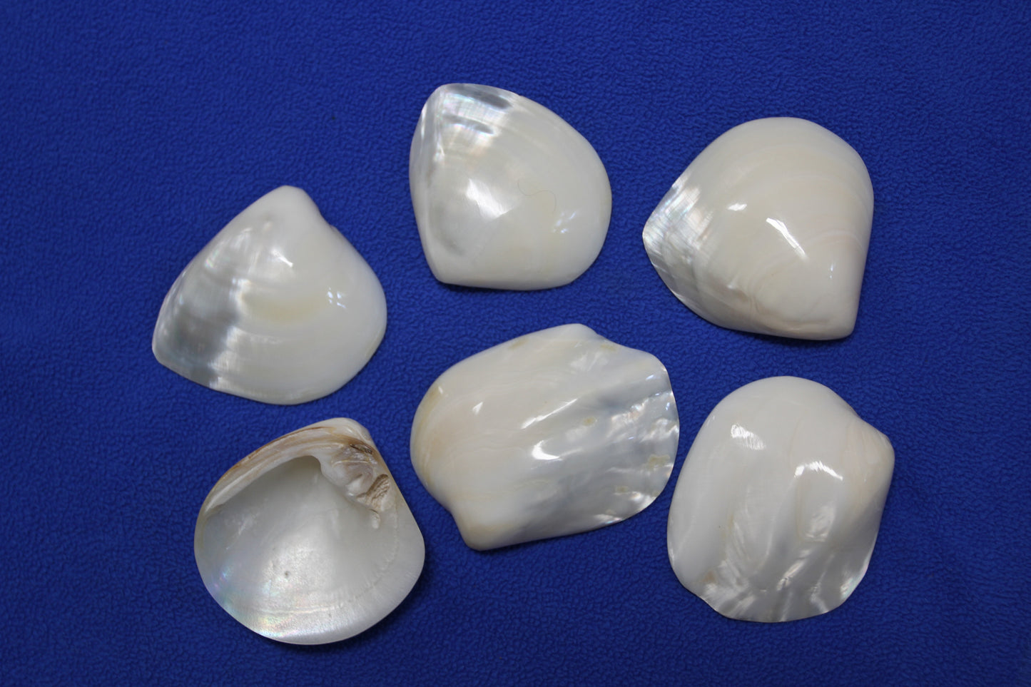 2 -Pearled WHITE RIVER CLAMS, Polished Seashells, Jewelry Supply,Beach Wedding Decor, SS-533