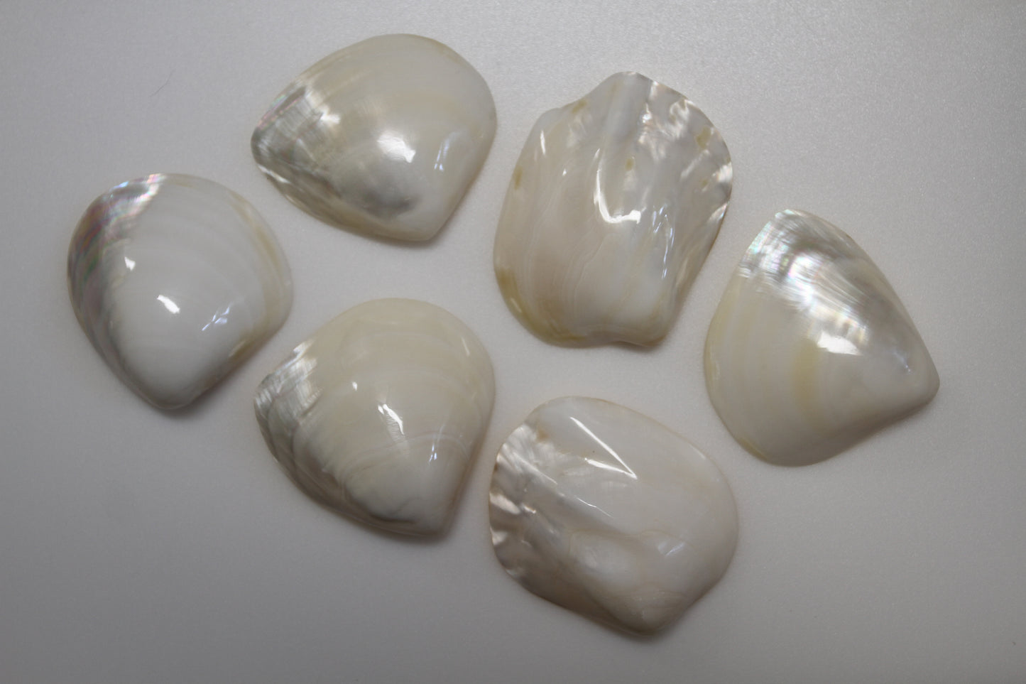 2 -Pearled WHITE RIVER CLAMS, Polished Seashells, Jewelry Supply,Beach Wedding Decor, SS-533