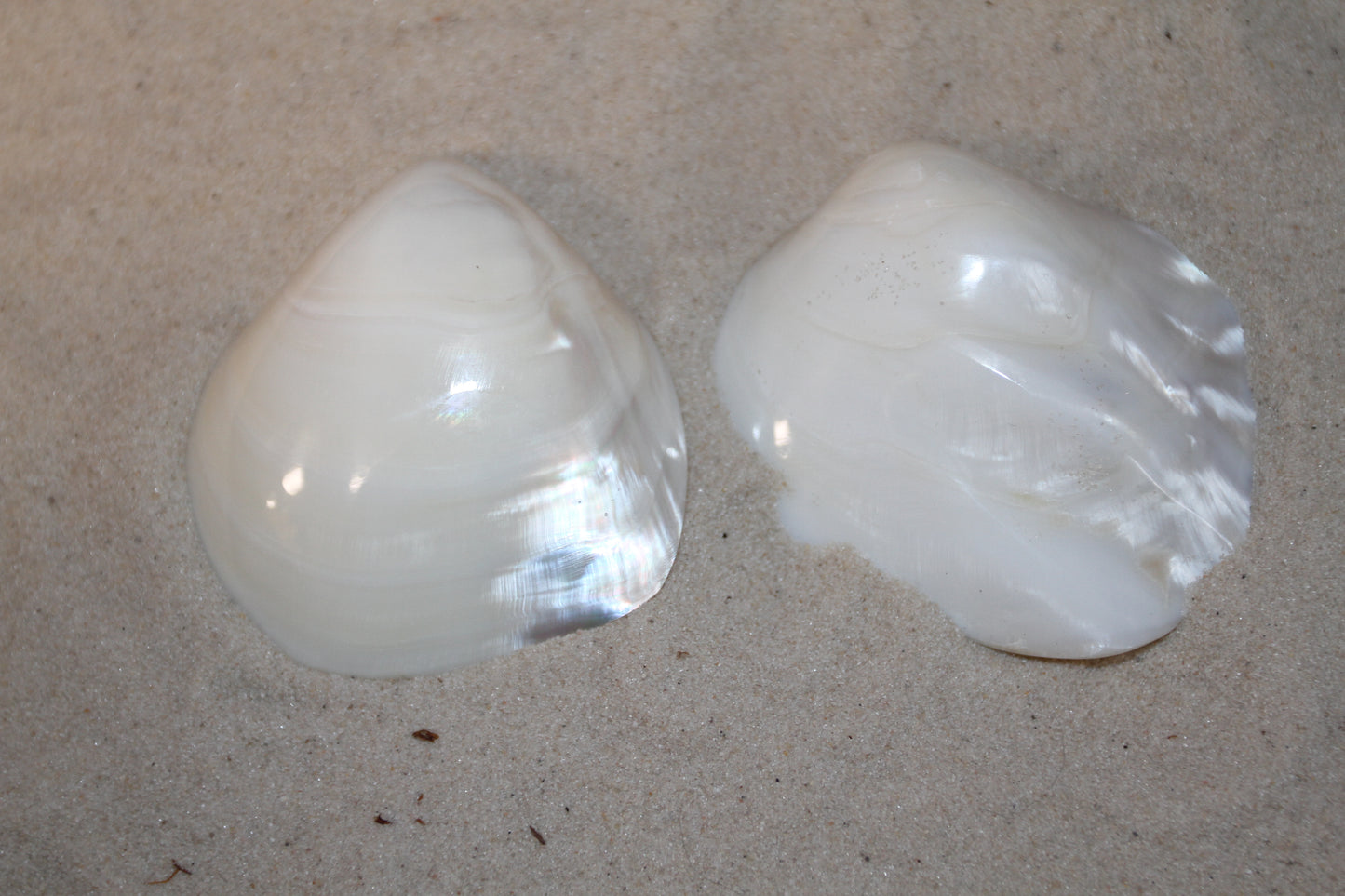 2 -Pearled WHITE RIVER CLAMS, Polished Seashells, Jewelry Supply,Beach Wedding Decor, SS-533