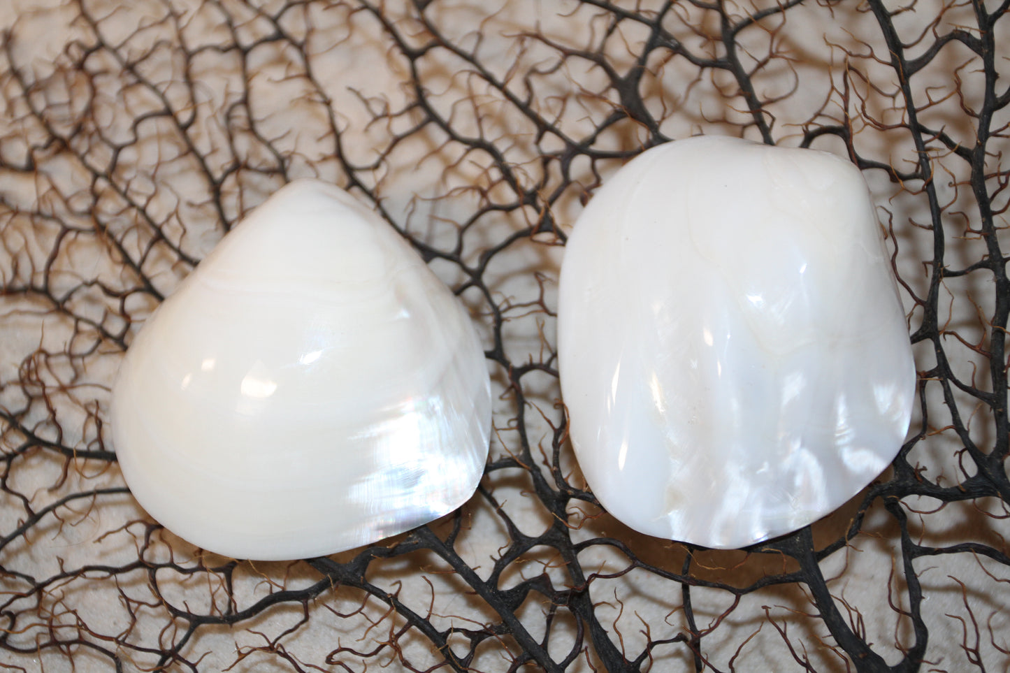 2 -Pearled WHITE RIVER CLAMS, Polished Seashells, Jewelry Supply,Beach Wedding Decor, SS-533