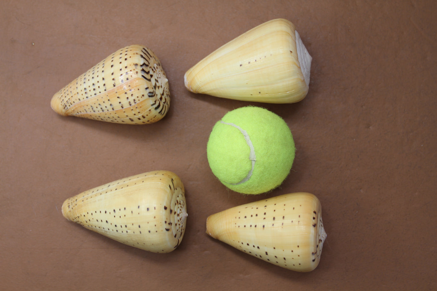 CONUS BETULINUS, Shell Collectors Gifts, Display Seashells, Beach Decor SS-506