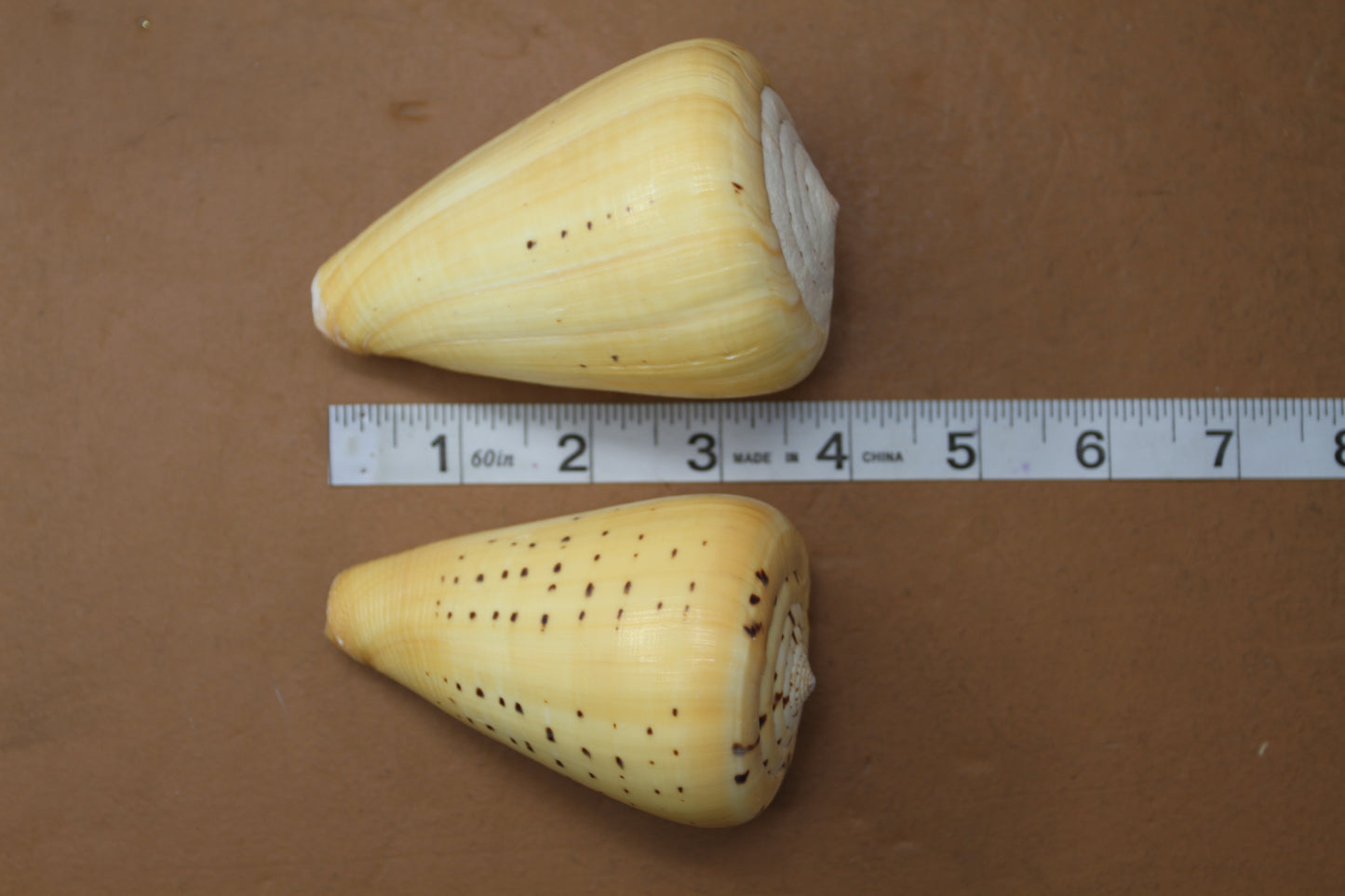 CONUS BETULINUS, Shell Collectors Gifts, Display Seashells, Beach Decor SS-506
