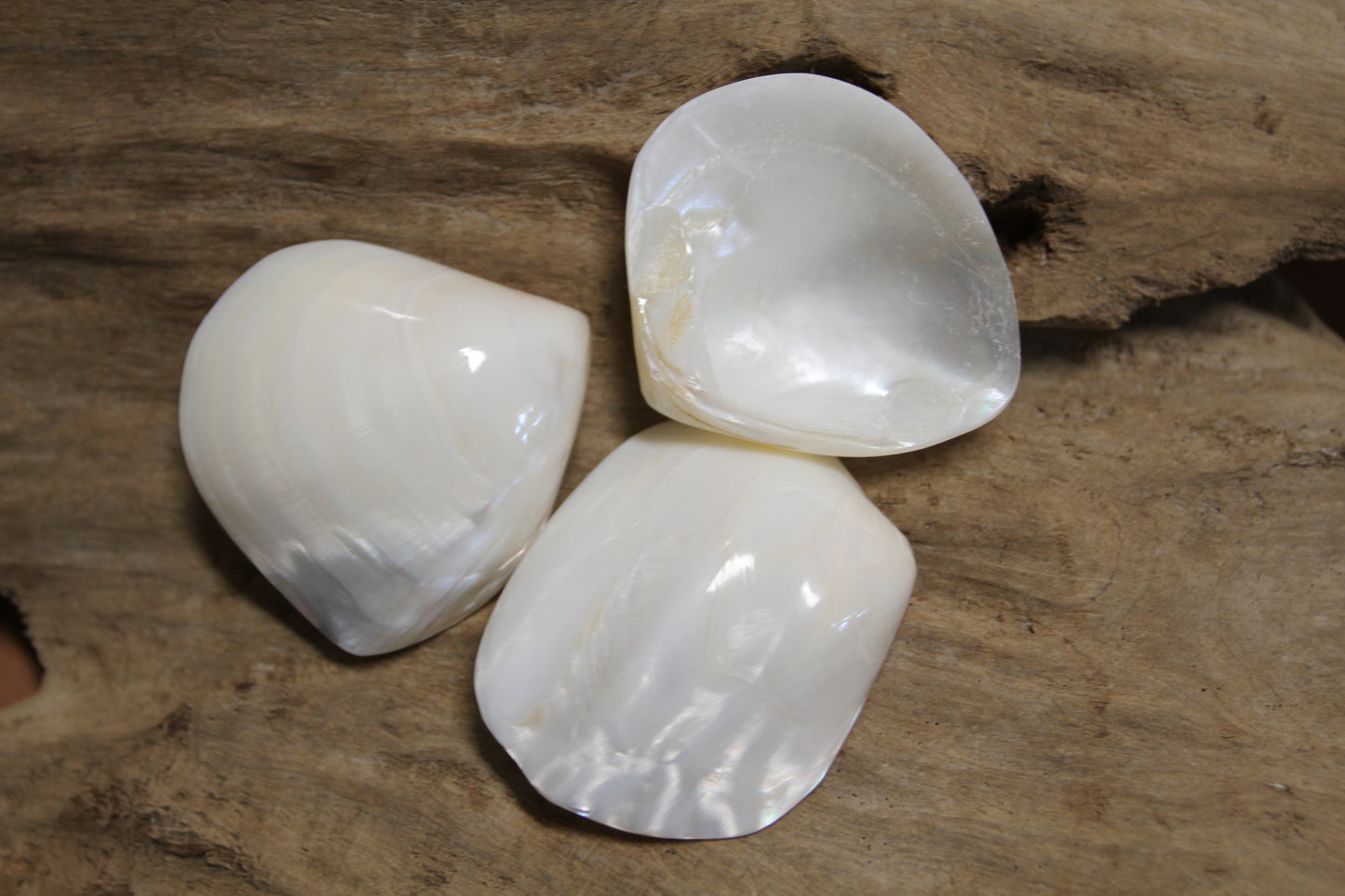 2 -Pearled WHITE RIVER CLAMS, Polished Seashells, Jewelry Supply,Beach Wedding Decor, SS-533