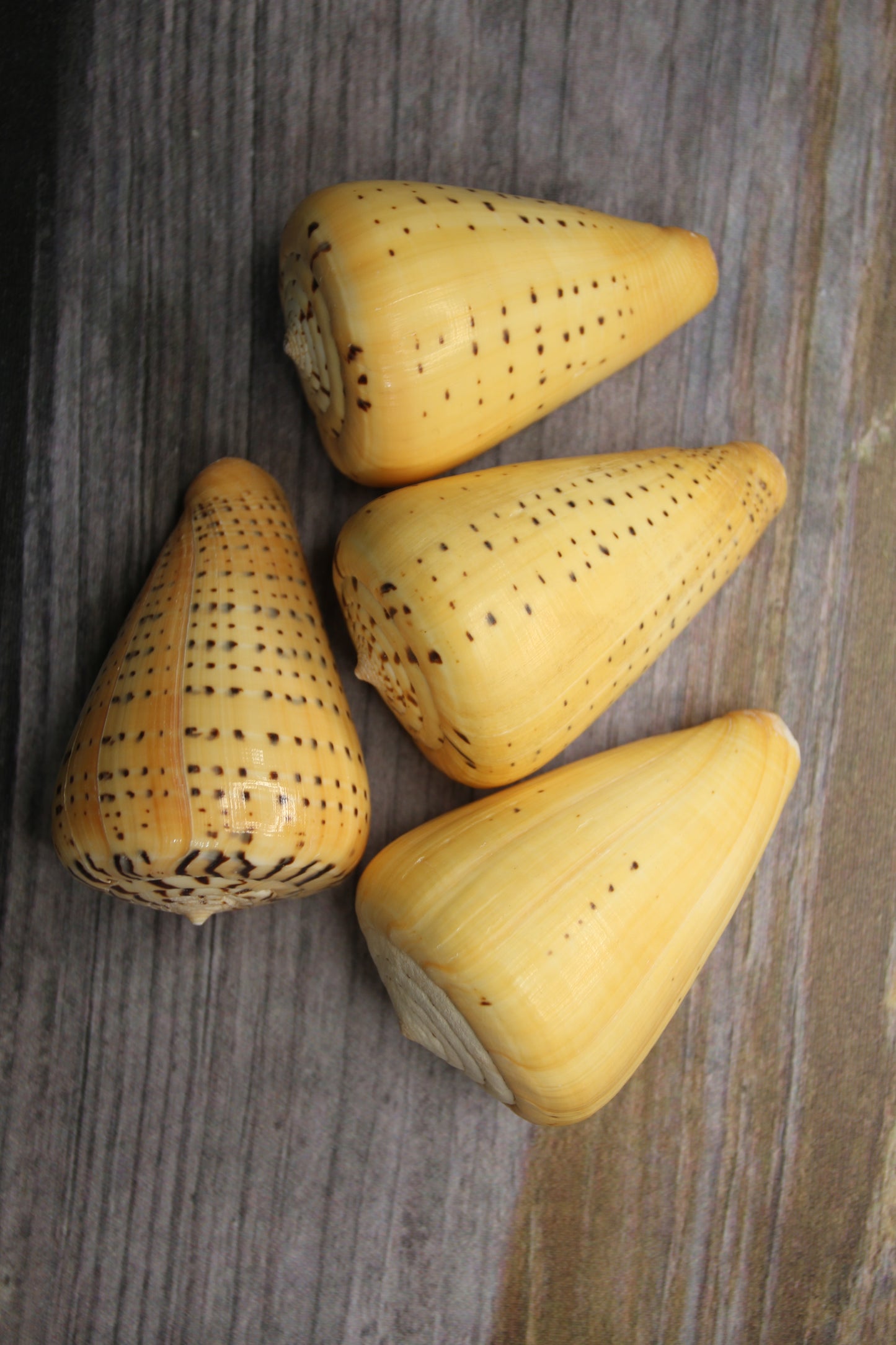 CONUS BETULINUS, Shell Collectors Gifts, Display Seashells, Beach Decor SS-506