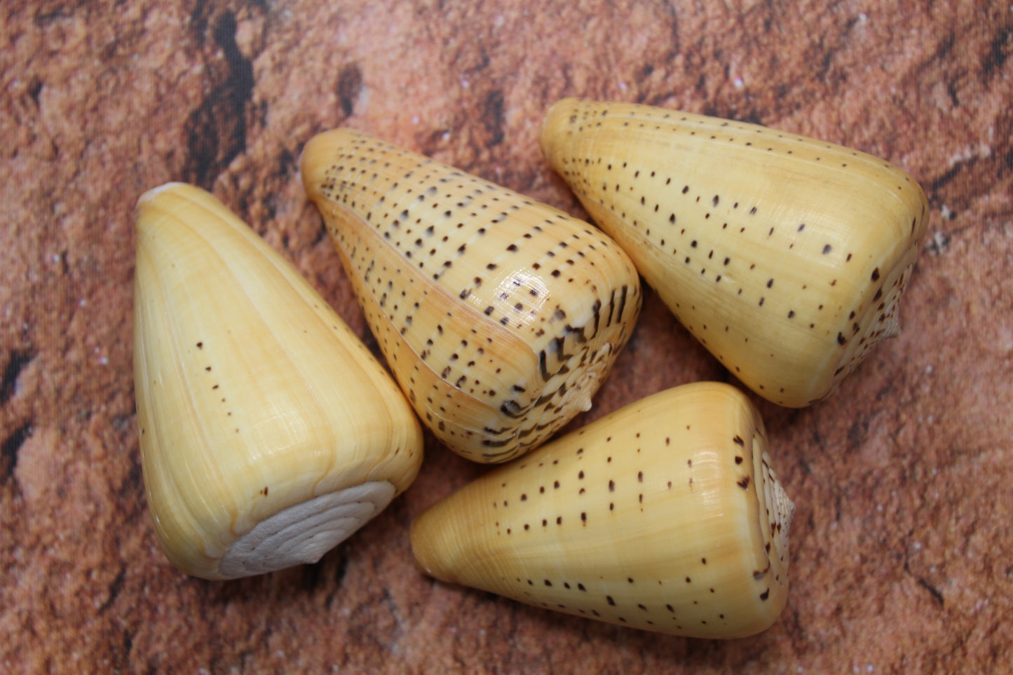 CONUS BETULINUS, Shell Collectors Gifts, Display Seashells, Beach Decor SS-506