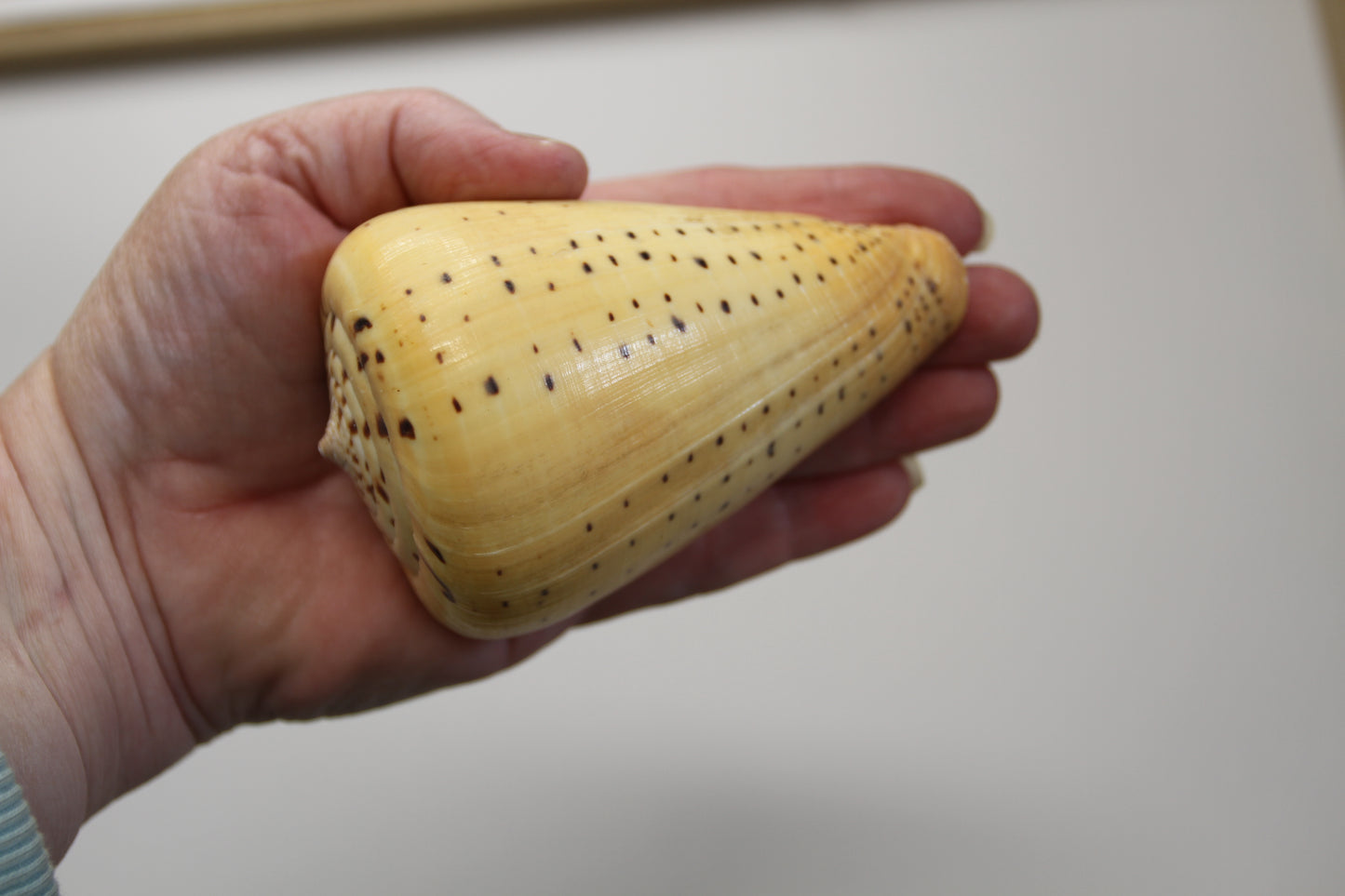 CONUS BETULINUS, Shell Collectors Gifts, Display Seashells, Beach Decor SS-506