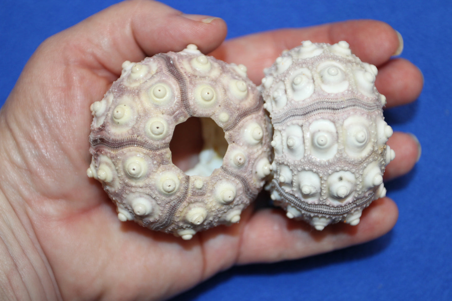 6- Air Plant Holder THAI URCHINS, Sputnik Urchins,Sea Life,,All Occasion Gifts,Collectibles,,Beach Art, SS-02B