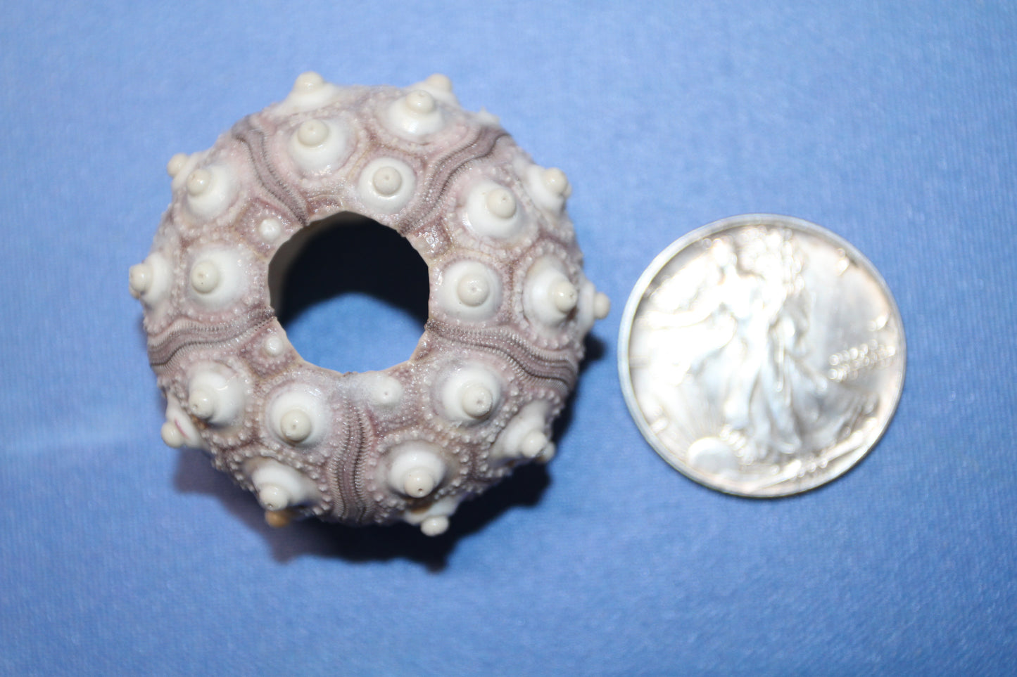 6- Air Plant Holder THAI URCHINS, Sputnik Urchins,Sea Life,,All Occasion Gifts,Collectibles,,Beach Art, SS-02B