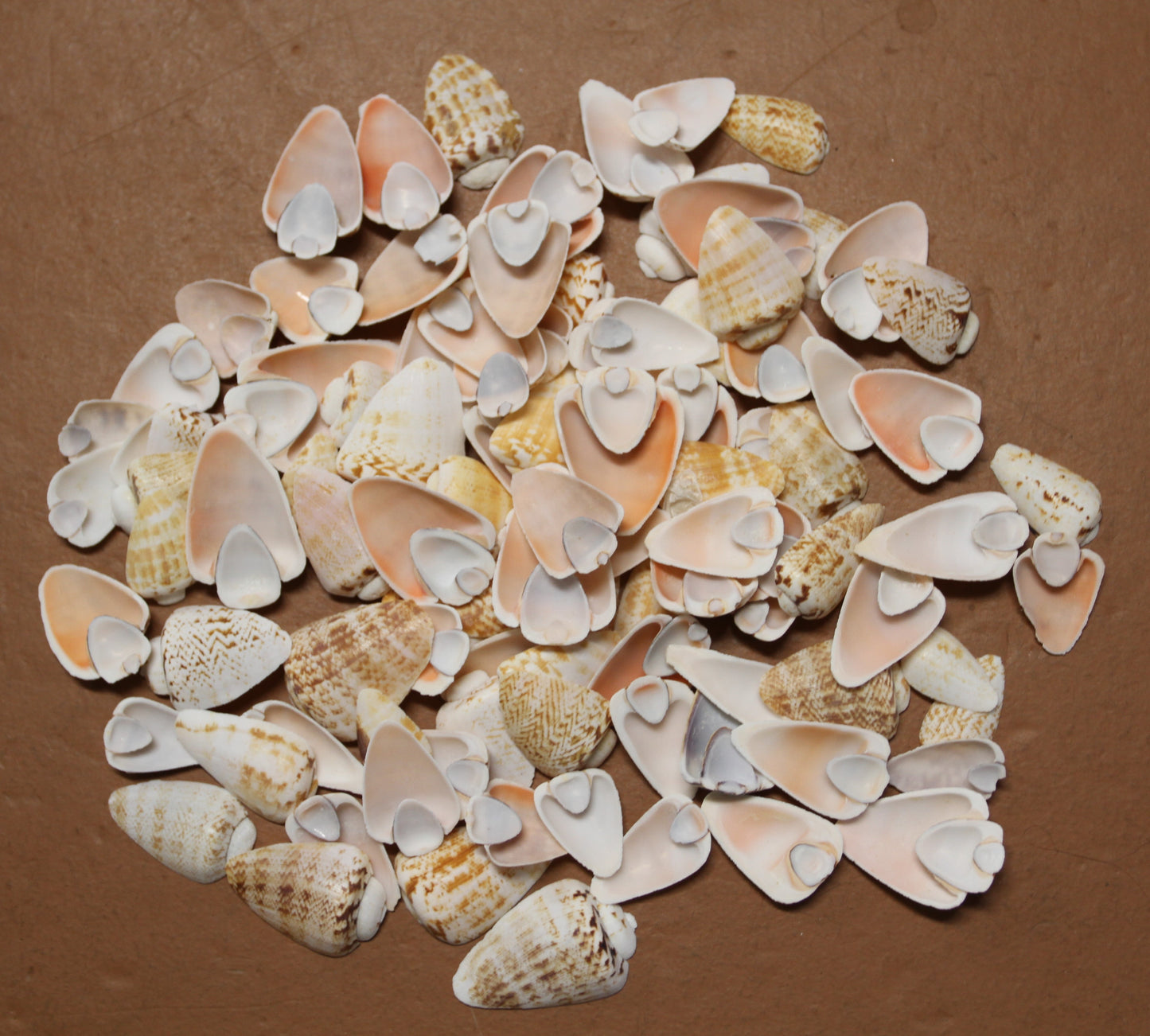 SLICED/CUT SEASHELLS, STROMBUS LUHUANUS, Upscale Craft Supply, Custom Candle Crafts, Scrap Booking Supply CS-94