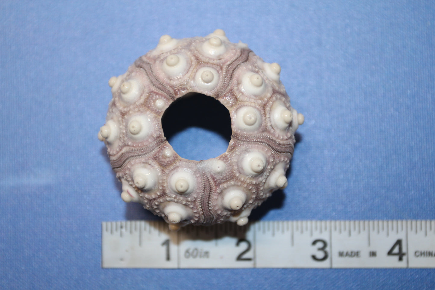 6- Air Plant Holder THAI URCHINS, Sputnik Urchins,Sea Life,,All Occasion Gifts,Collectibles,,Beach Art, SS-02B