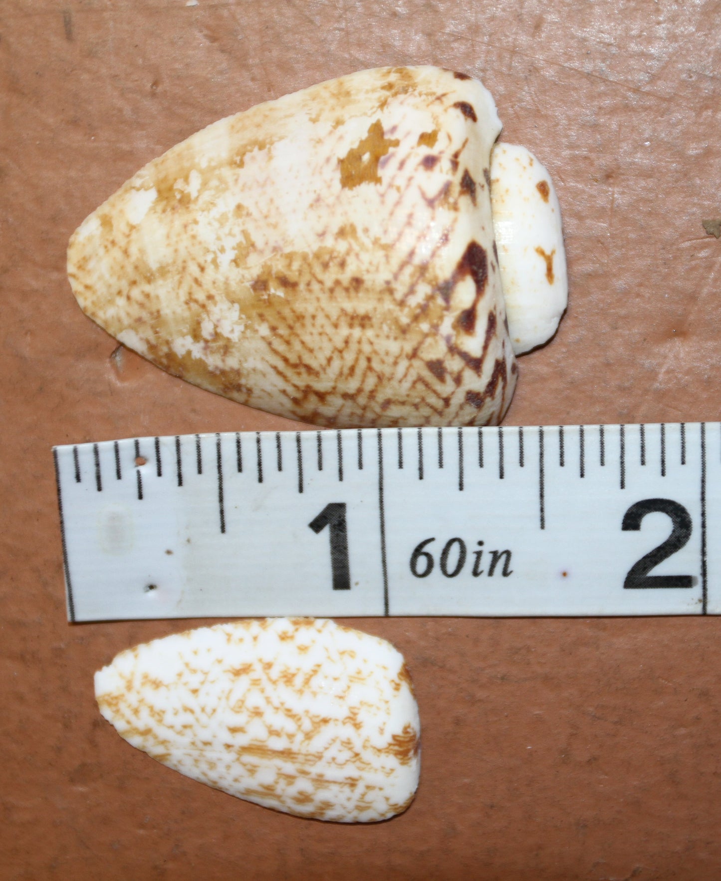SLICED/CUT SEASHELLS, STROMBUS LUHUANUS, Upscale Craft Supply, Custom Candle Crafts, Scrap Booking Supply CS-94