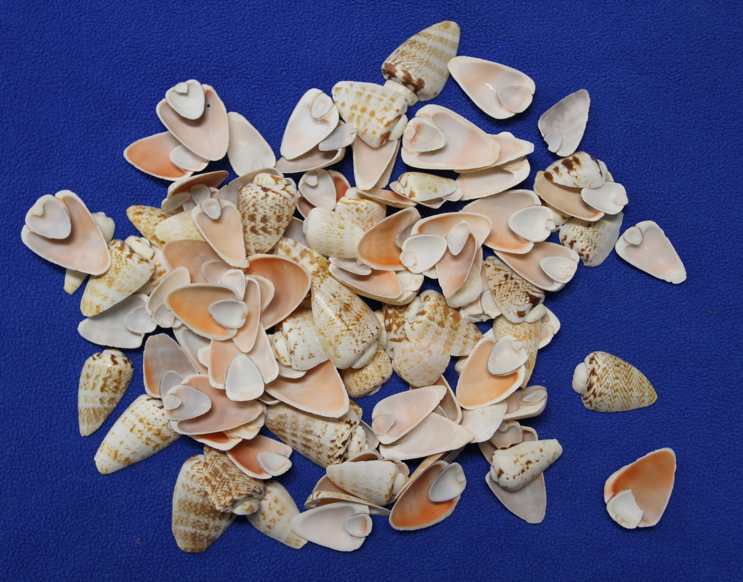 SLICED/CUT SEASHELLS, STROMBUS LUHUANUS, Upscale Craft Supply, Custom Candle Crafts, Scrap Booking Supply CS-94
