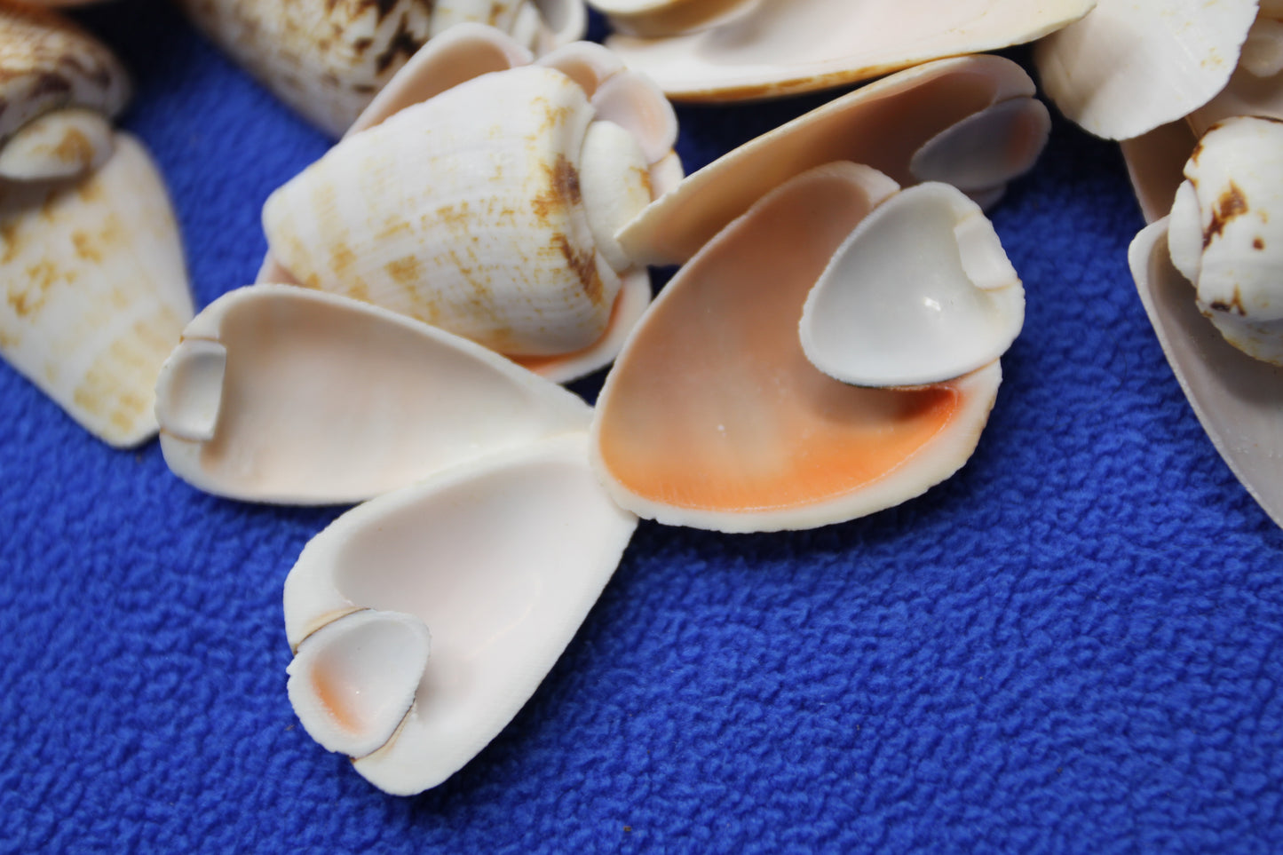 SLICED/CUT SEASHELLS, STROMBUS LUHUANUS, Upscale Craft Supply, Custom Candle Crafts, Scrap Booking Supply CS-94
