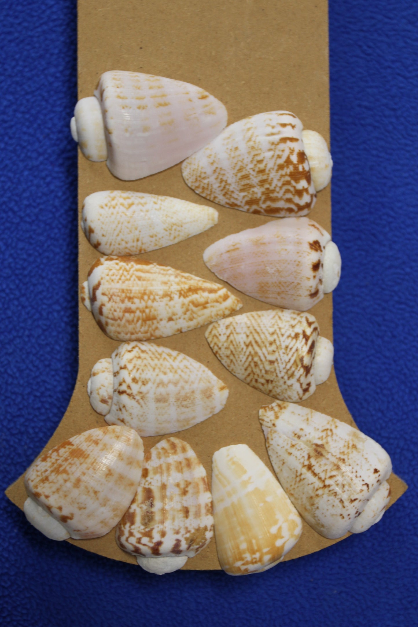 SLICED/CUT SEASHELLS, STROMBUS LUHUANUS, Upscale Craft Supply, Custom Candle Crafts, Scrap Booking Supply CS-94