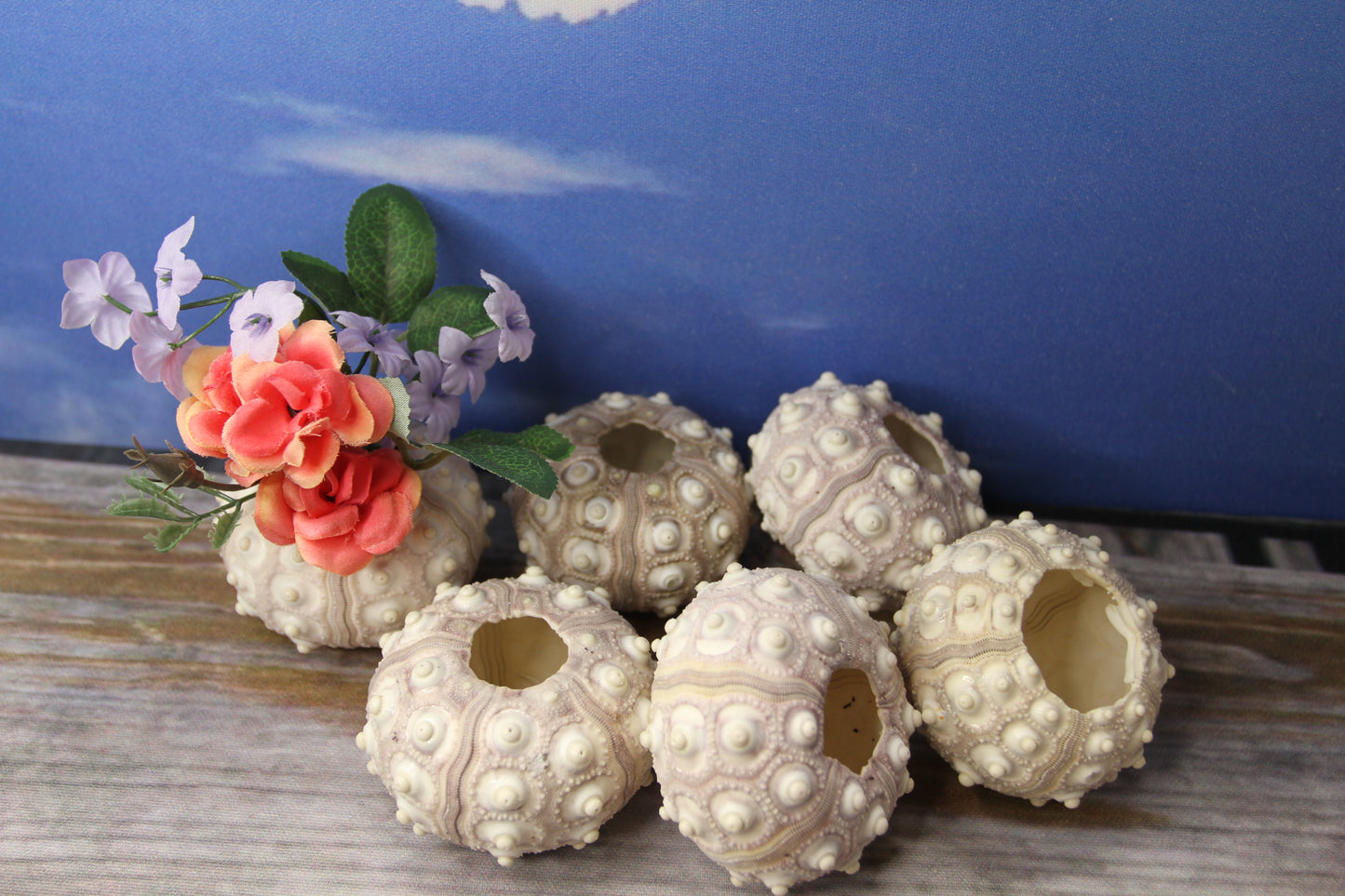 6- Air Plant Holder THAI URCHINS, Sputnik Urchins,Sea Life,,All Occasion Gifts,Collectibles,,Beach Art, SS-02B