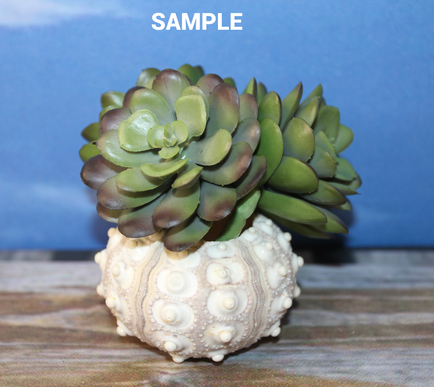 6- Extra Large Sputnik Urchins THAI URCHINS,Sea Life,All Occasion Gifts,Collectibles,Air Plant Holder, SS-03