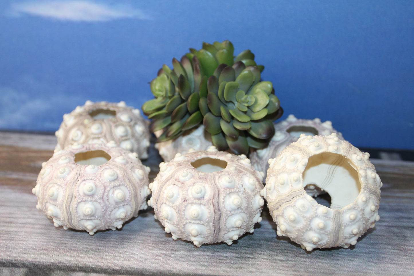 6- Extra Large Sputnik Urchins THAI URCHINS,Sea Life,All Occasion Gifts,Collectibles,Air Plant Holder, SS-03