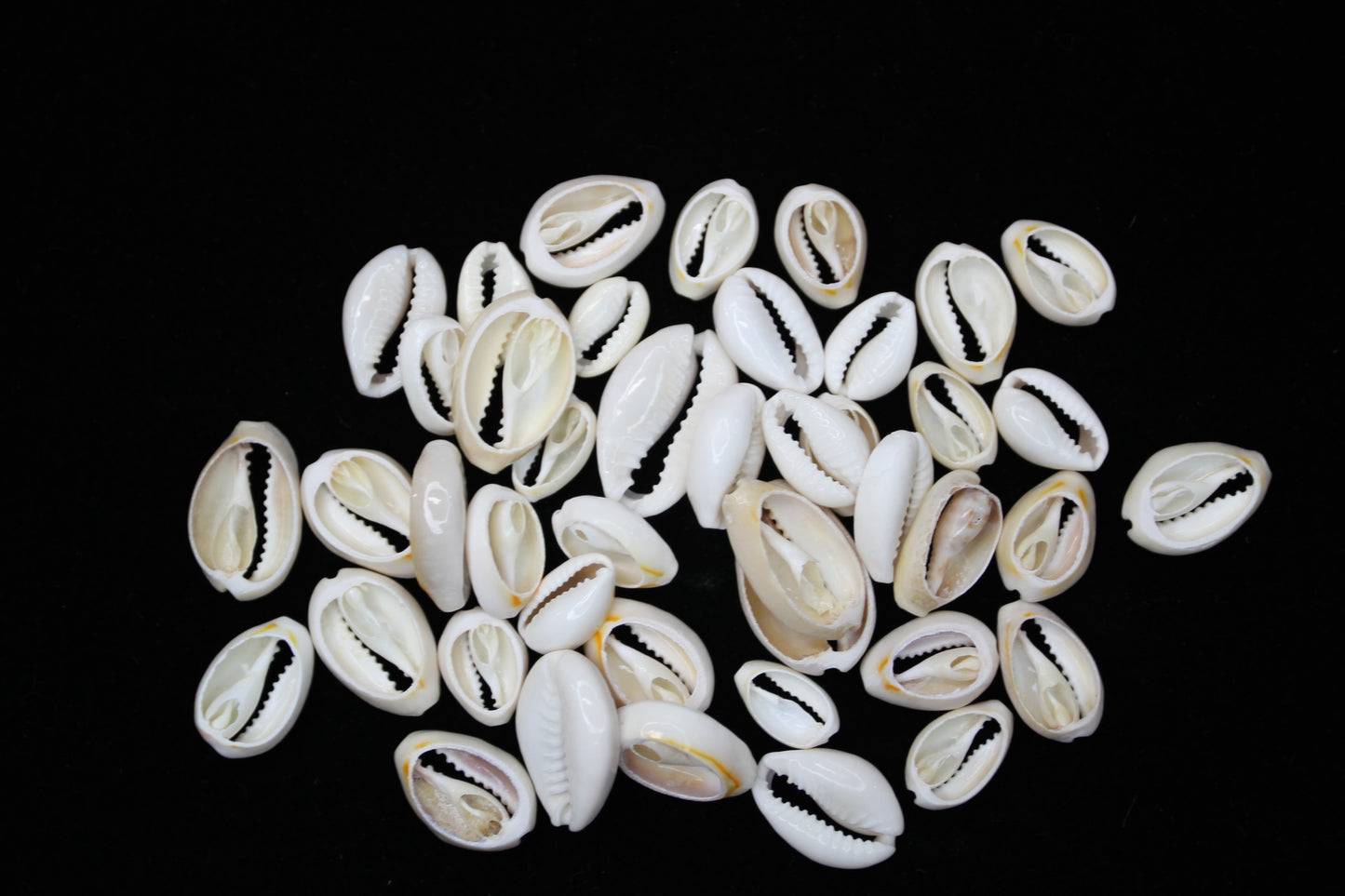 CUT/SLICED SEASHELLS CYPRAEA ANNULUS,SAILORS VALENTINES,BEACH ART,JEWELRY SUPPLY,ALL OCCASION GIFTS,SEASHELL FLOWERS, CS-07