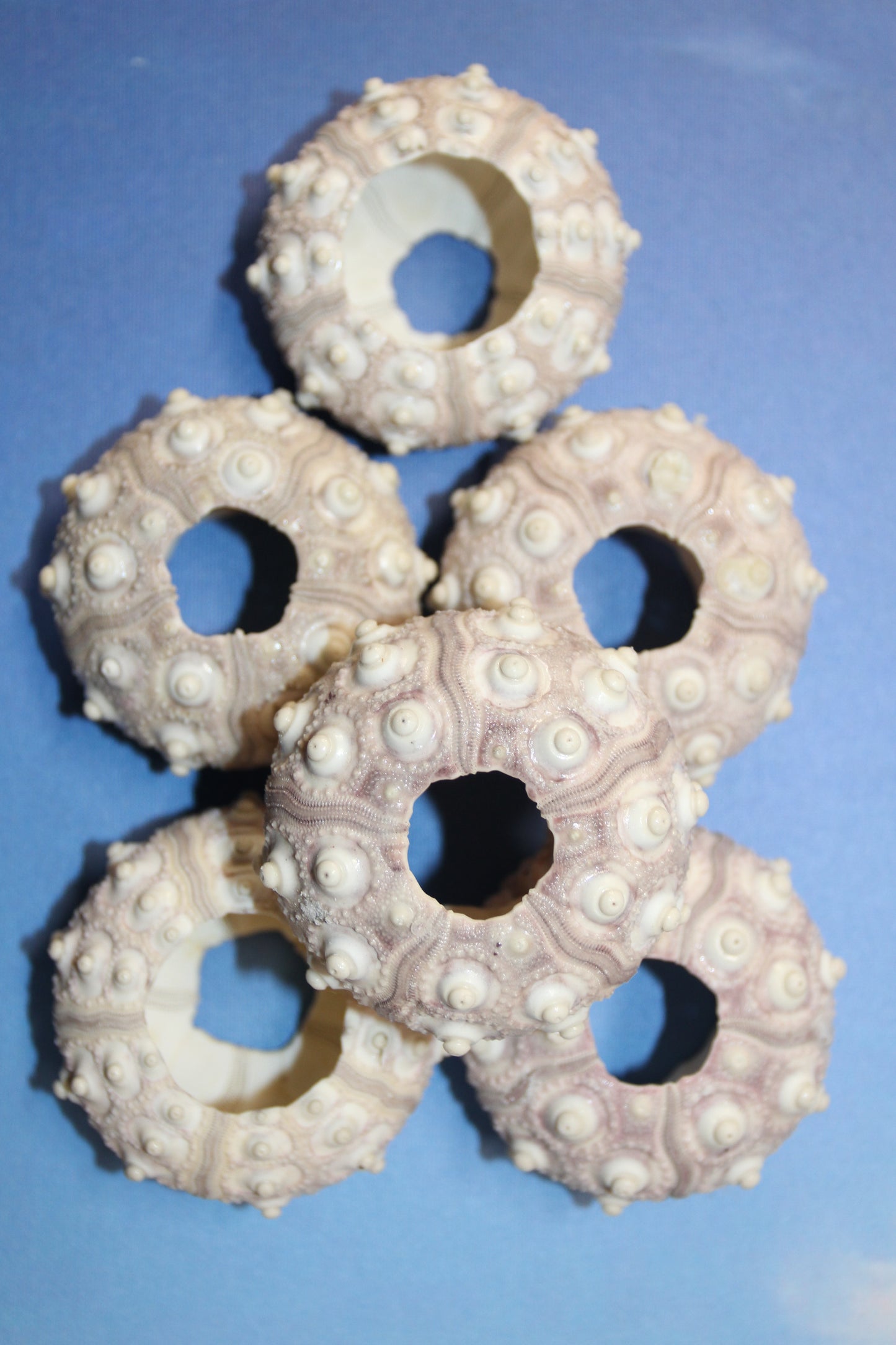 6- Extra Large Sputnik Urchins THAI URCHINS,Sea Life,All Occasion Gifts,Collectibles,Air Plant Holder, SS-03