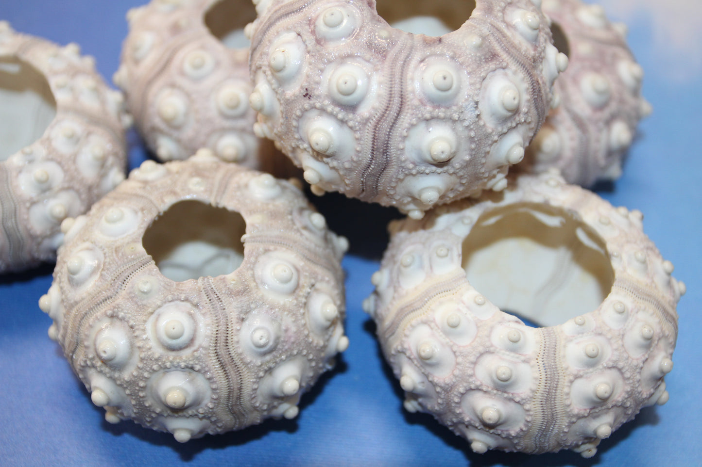 6- Extra Large Sputnik Urchins THAI URCHINS,Sea Life,All Occasion Gifts,Collectibles,Air Plant Holder, SS-03