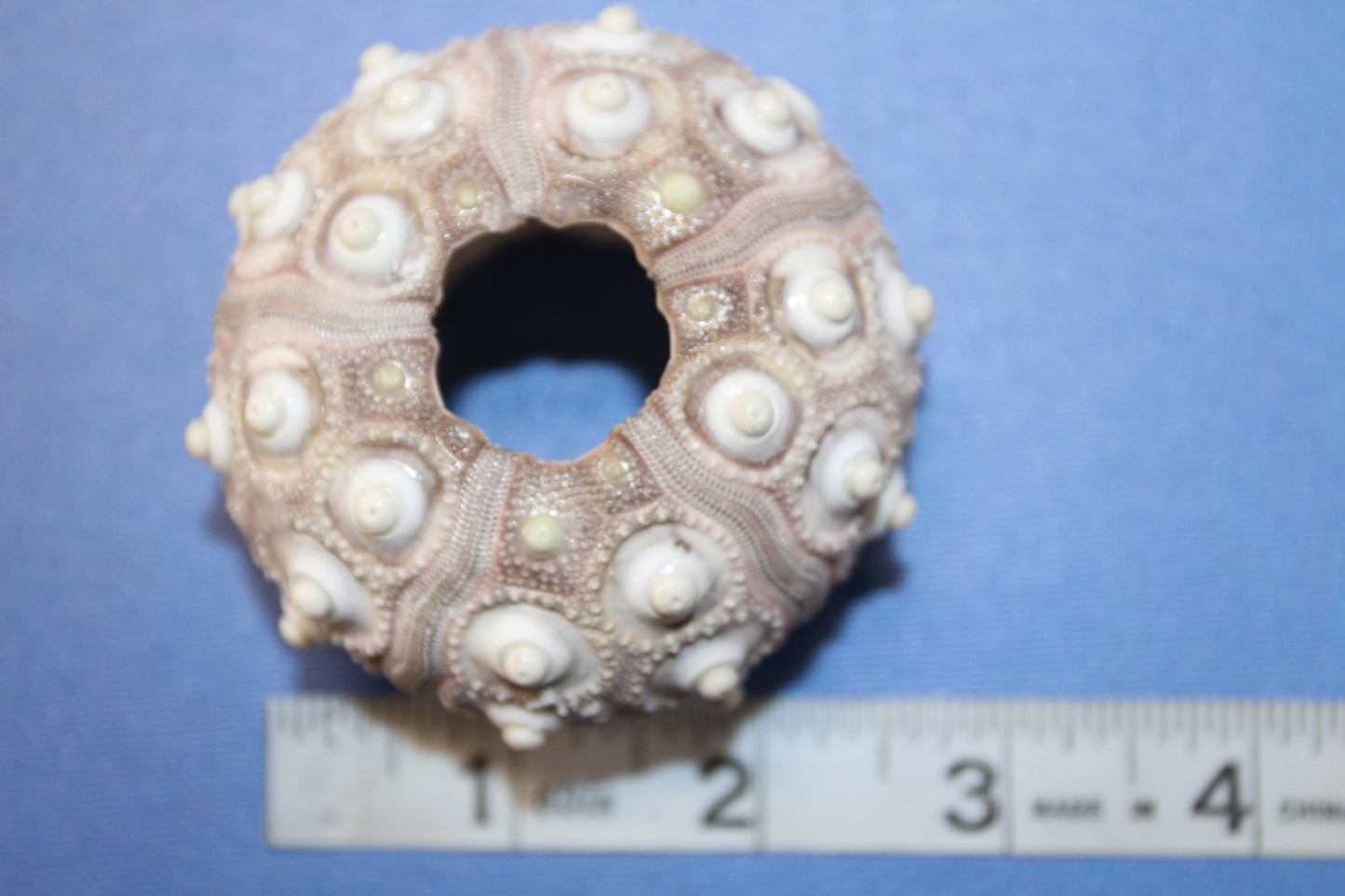 6- Extra Large Sputnik Urchins THAI URCHINS,Sea Life,All Occasion Gifts,Collectibles,Air Plant Holder, SS-03