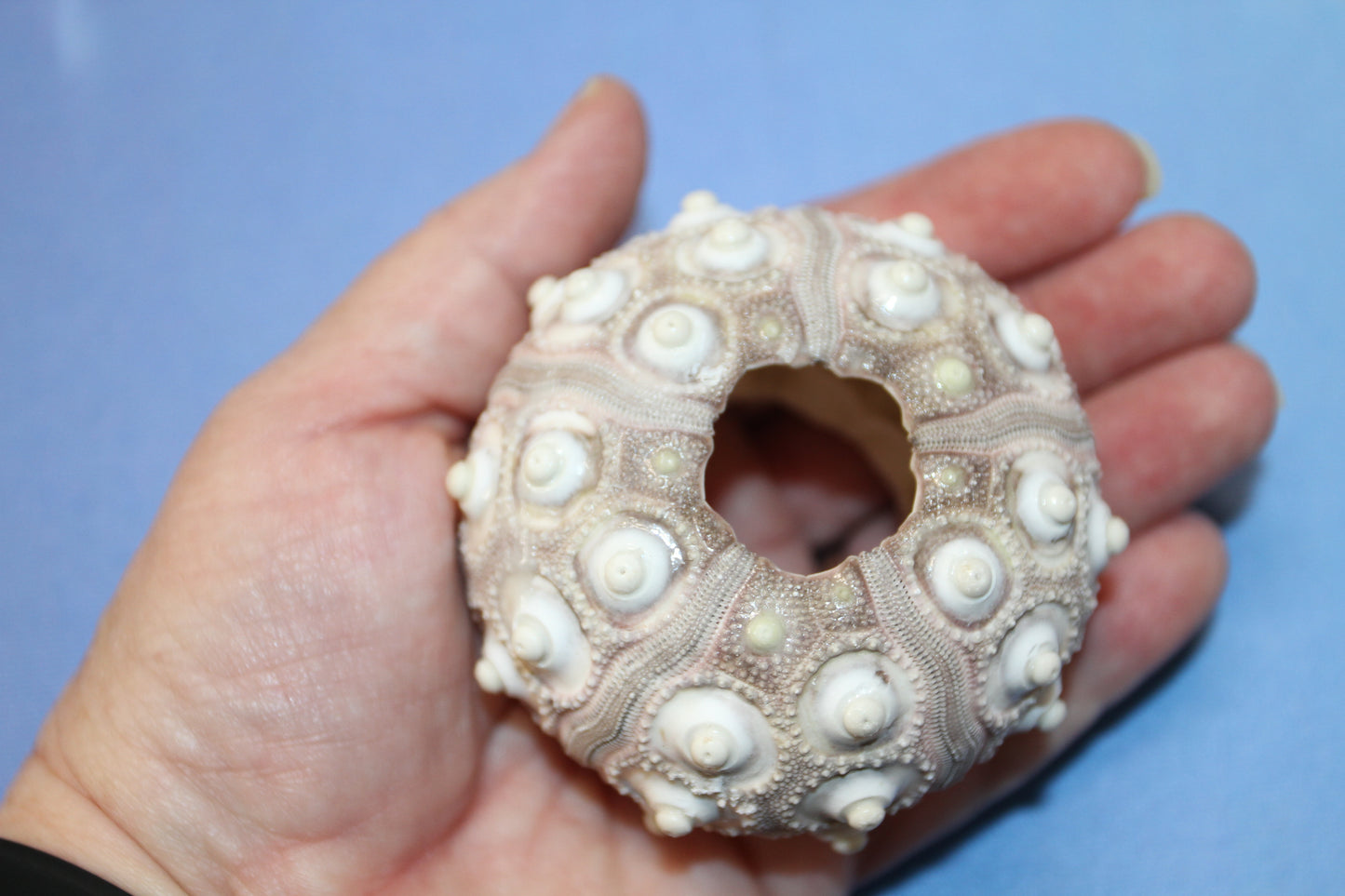 6- Extra Large Sputnik Urchins THAI URCHINS,Sea Life,All Occasion Gifts,Collectibles,Air Plant Holder, SS-03