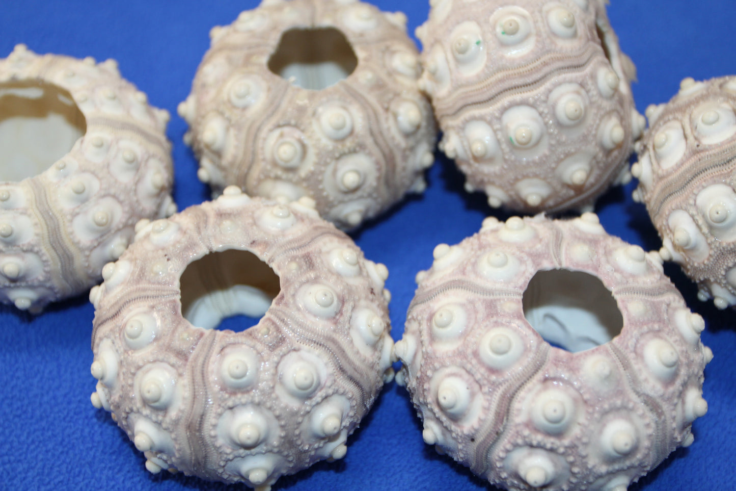 6- Extra Large Sputnik Urchins THAI URCHINS,Sea Life,All Occasion Gifts,Collectibles,Air Plant Holder, SS-03