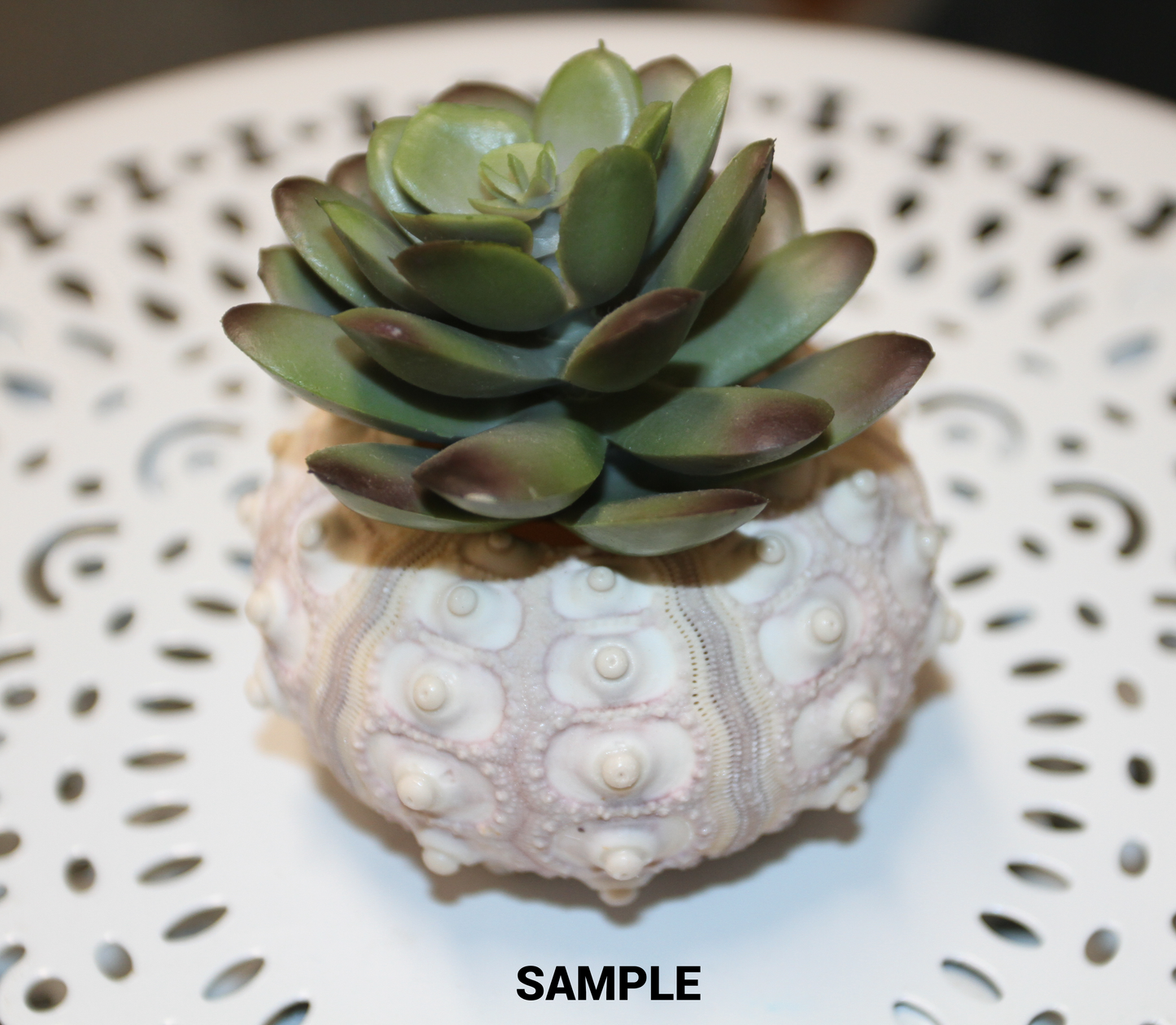 6- Extra Large Sputnik Urchins THAI URCHINS,Sea Life,All Occasion Gifts,Collectibles,Air Plant Holder, SS-03