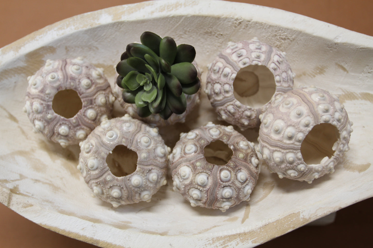 6- Extra Large Sputnik Urchins THAI URCHINS,Sea Life,All Occasion Gifts,Collectibles,Air Plant Holder, SS-03