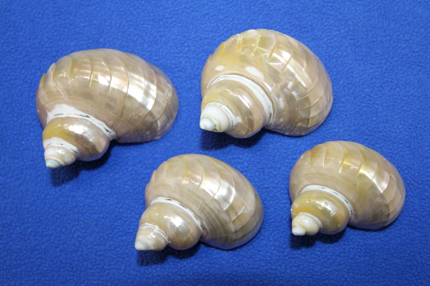 RIBBED TURBOS GOLD MOUTH, Collectible Seashell, Pearled, Beach Home Decor, Cut Shells Seashell Basket Display SS-508