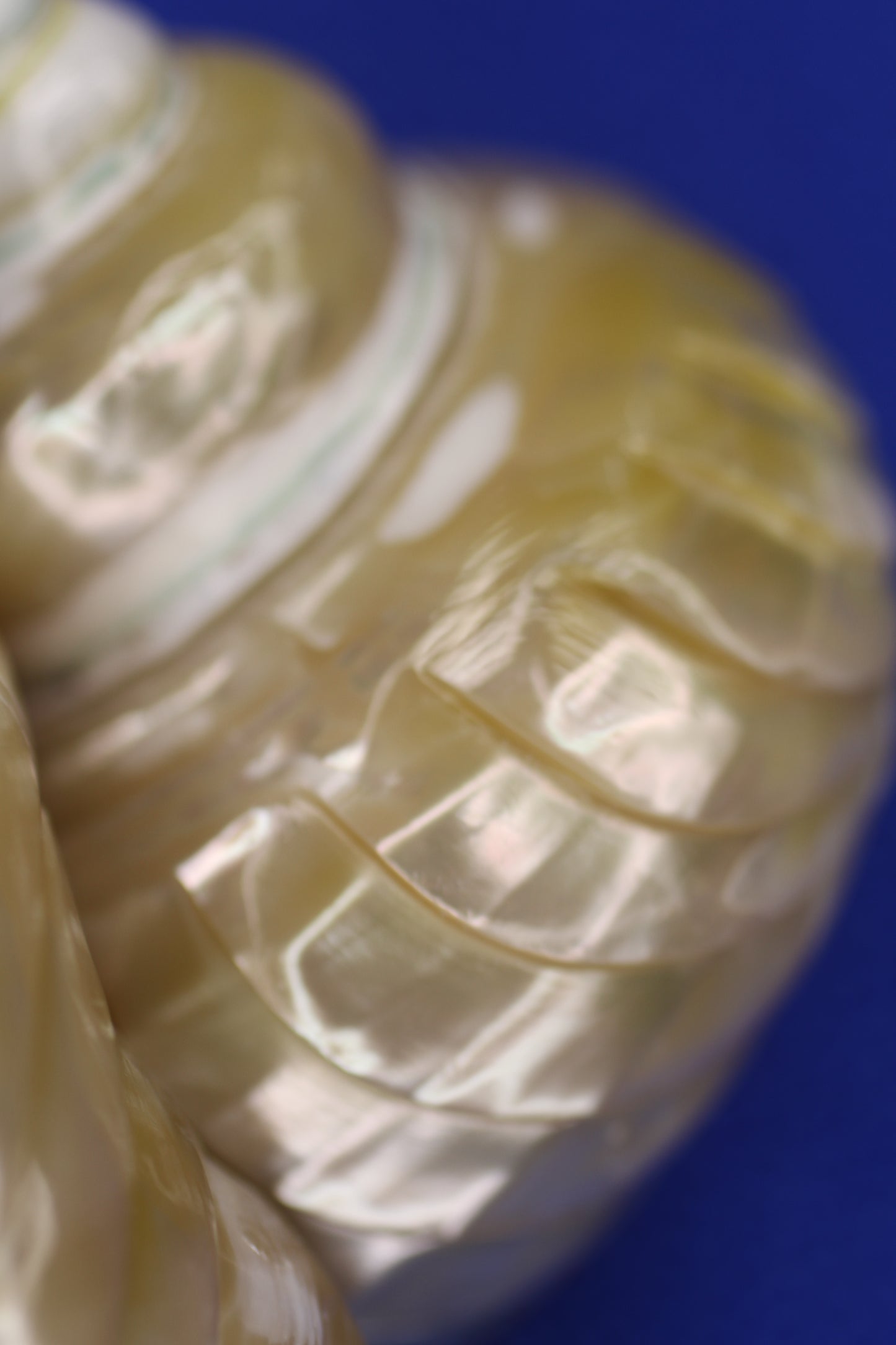 RIBBED TURBOS GOLD MOUTH, Collectible Seashell, Pearled, Beach Home Decor, Cut Shells Seashell Basket Display SS-508