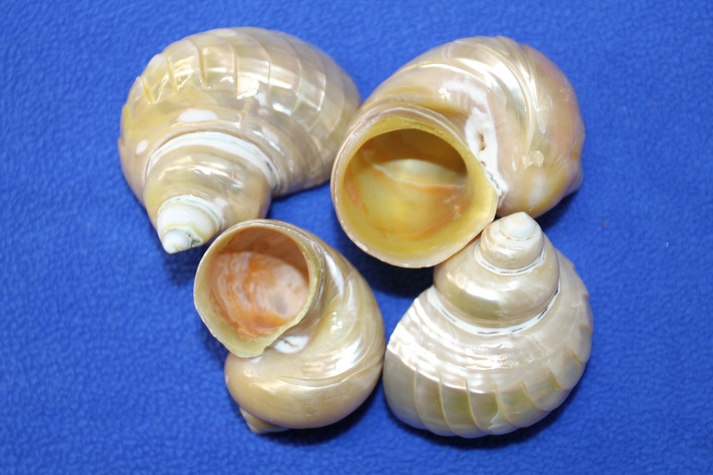 RIBBED TURBOS GOLD MOUTH, Collectible Seashell, Pearled, Beach Home Decor, Cut Shells Seashell Basket Display SS-508