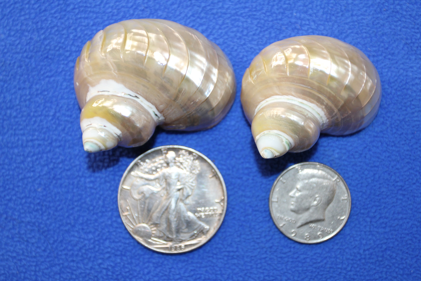 RIBBED TURBOS GOLD MOUTH, Collectible Seashell, Pearled, Beach Home Decor, Cut Shells Seashell Basket Display SS-508