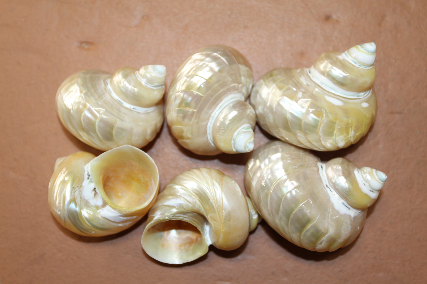 RIBBED TURBOS GOLD MOUTH, Collectible Seashell, Pearled, Beach Home Decor, Cut Shells Seashell Basket Display SS-508